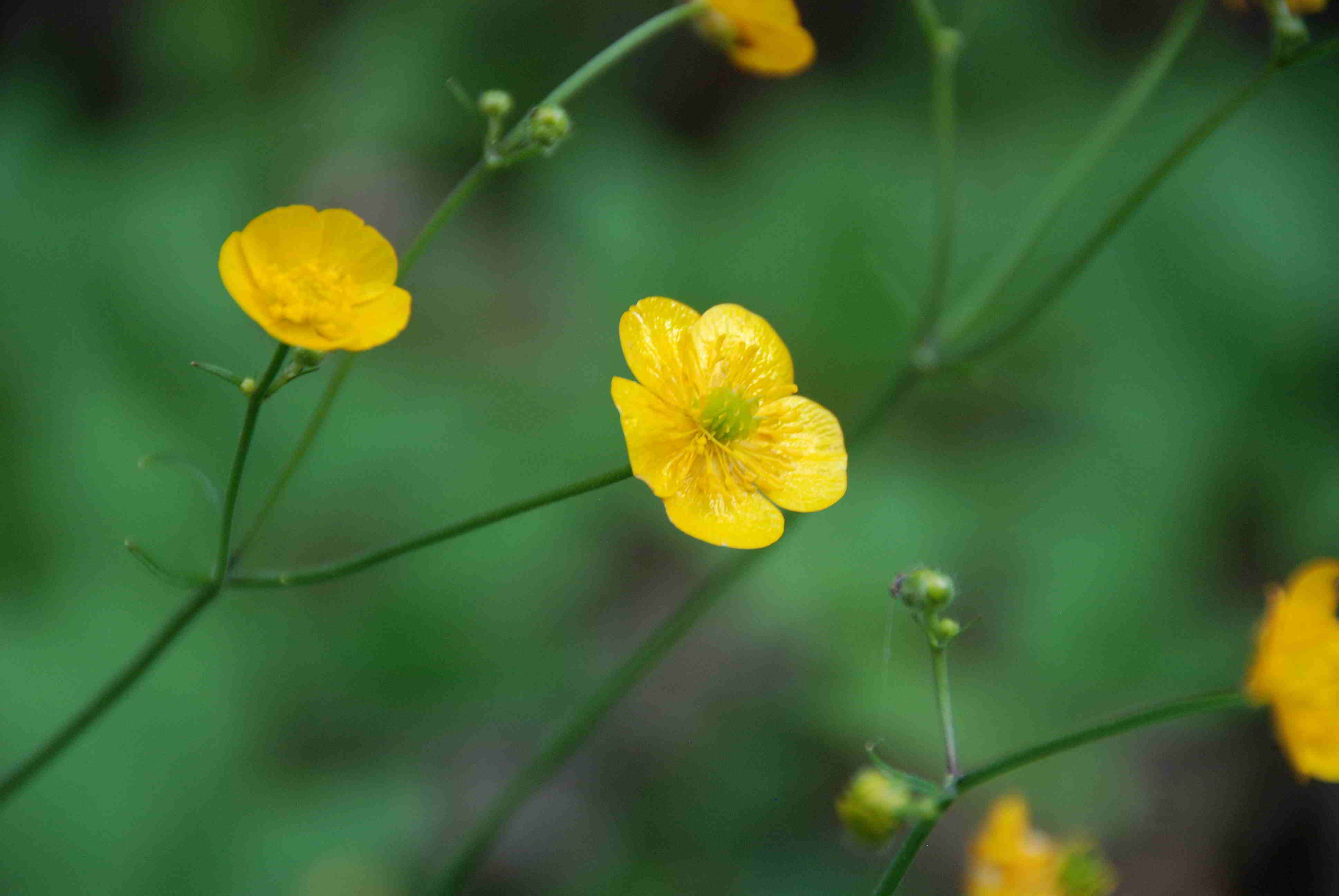 Breitenfurt - Forstweg Golfplatz - Wiesenwirt 02042018-(6) - Woll-Hahnenfuss fraglich.JPG