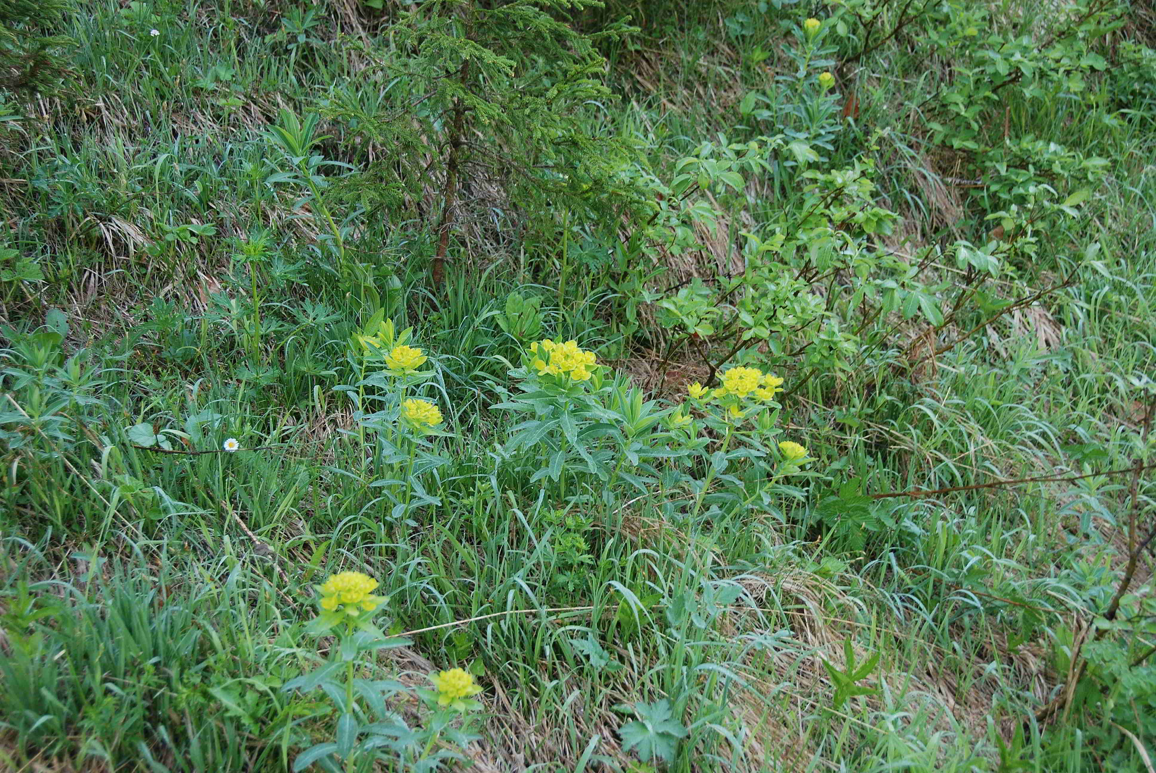 Kernhof - Gscheid-12052018-(20).JPG