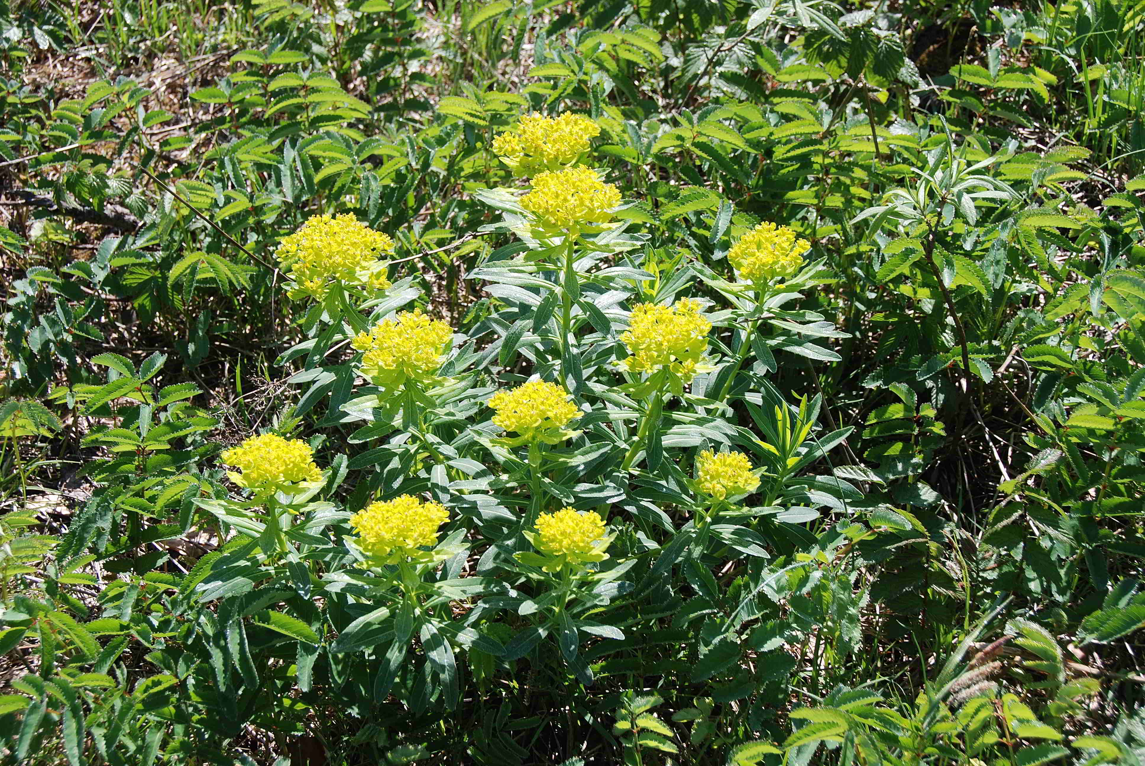 Kernhof - Gscheid-12052018-(22).JPG