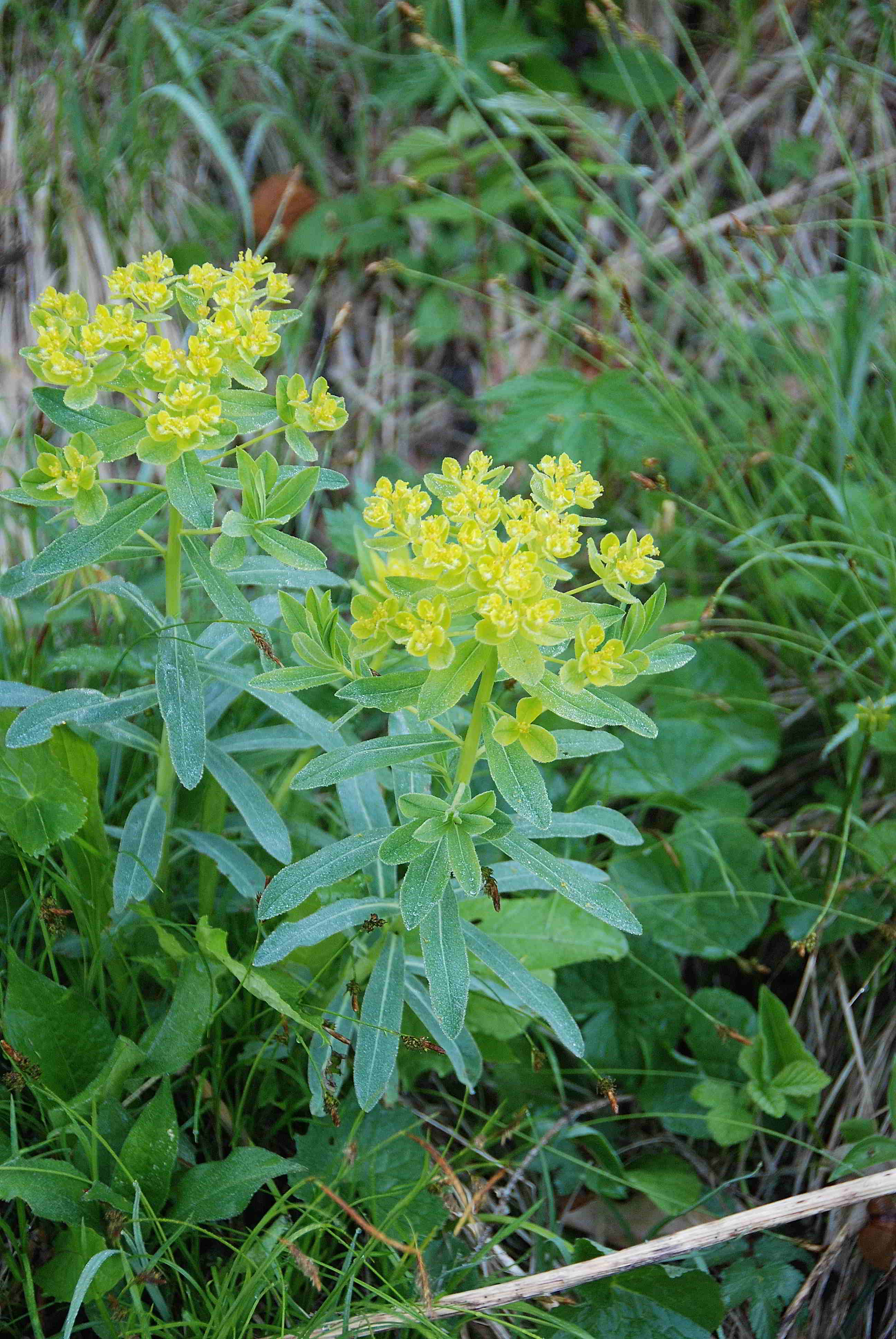 Kernhof - Gscheid-12052018-(4).JPG