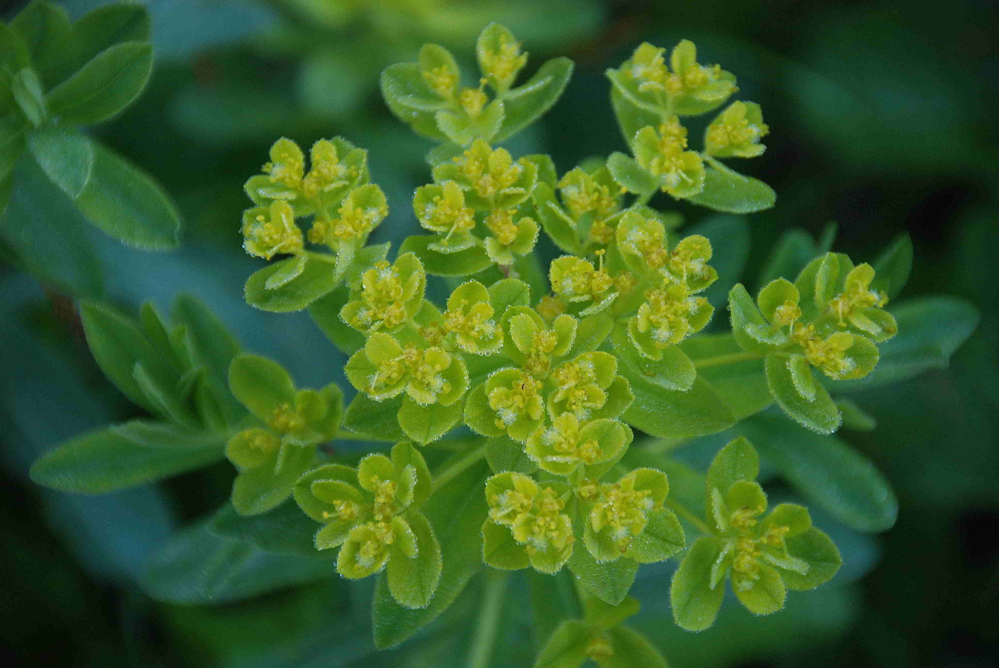 Kernhof - Gscheid-12052018-(5).JPG