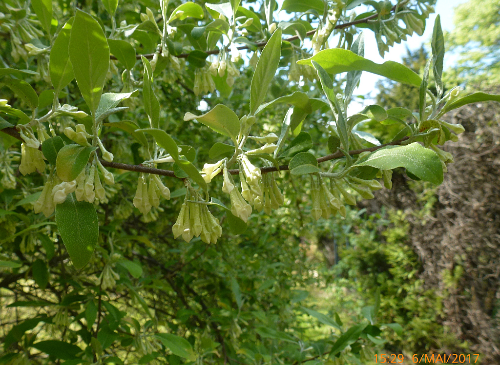 P1380858 strauch x.jpg