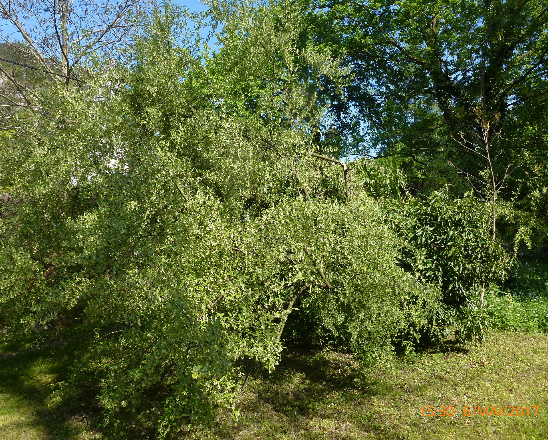 P1380858-62 habitus.jpg