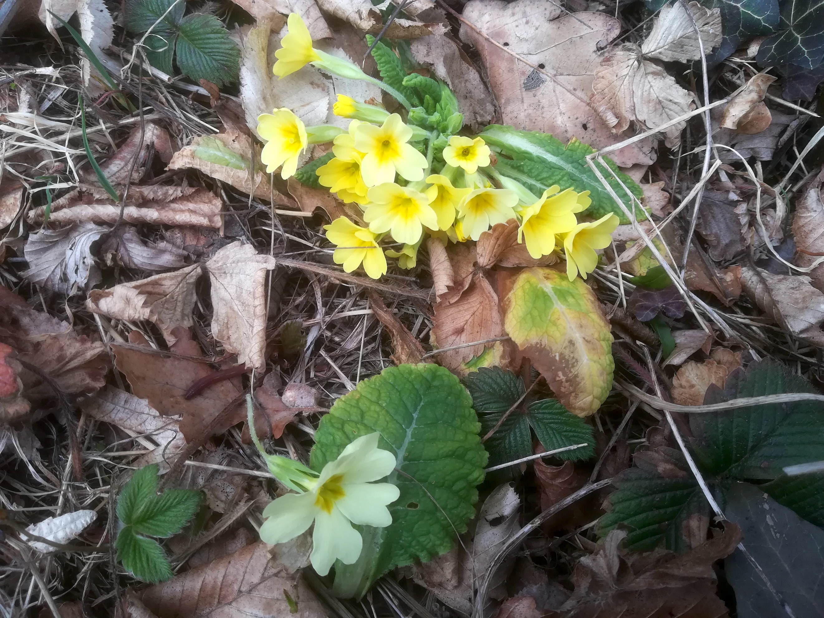 x hirtenberg_20190308_095112 Kopie.jpg