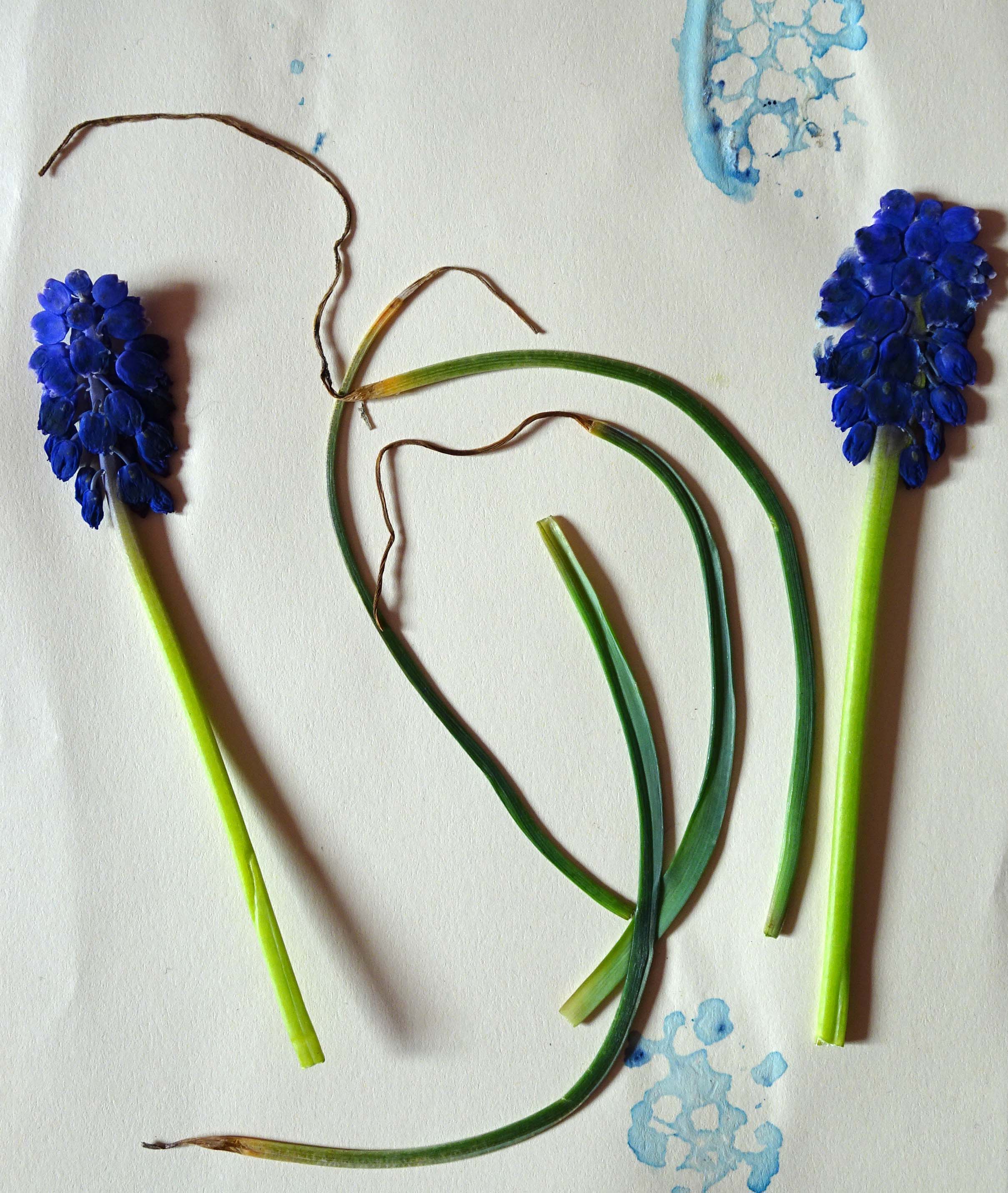 Muscari sp Harter Wald Parzelle 313 190407.JPG