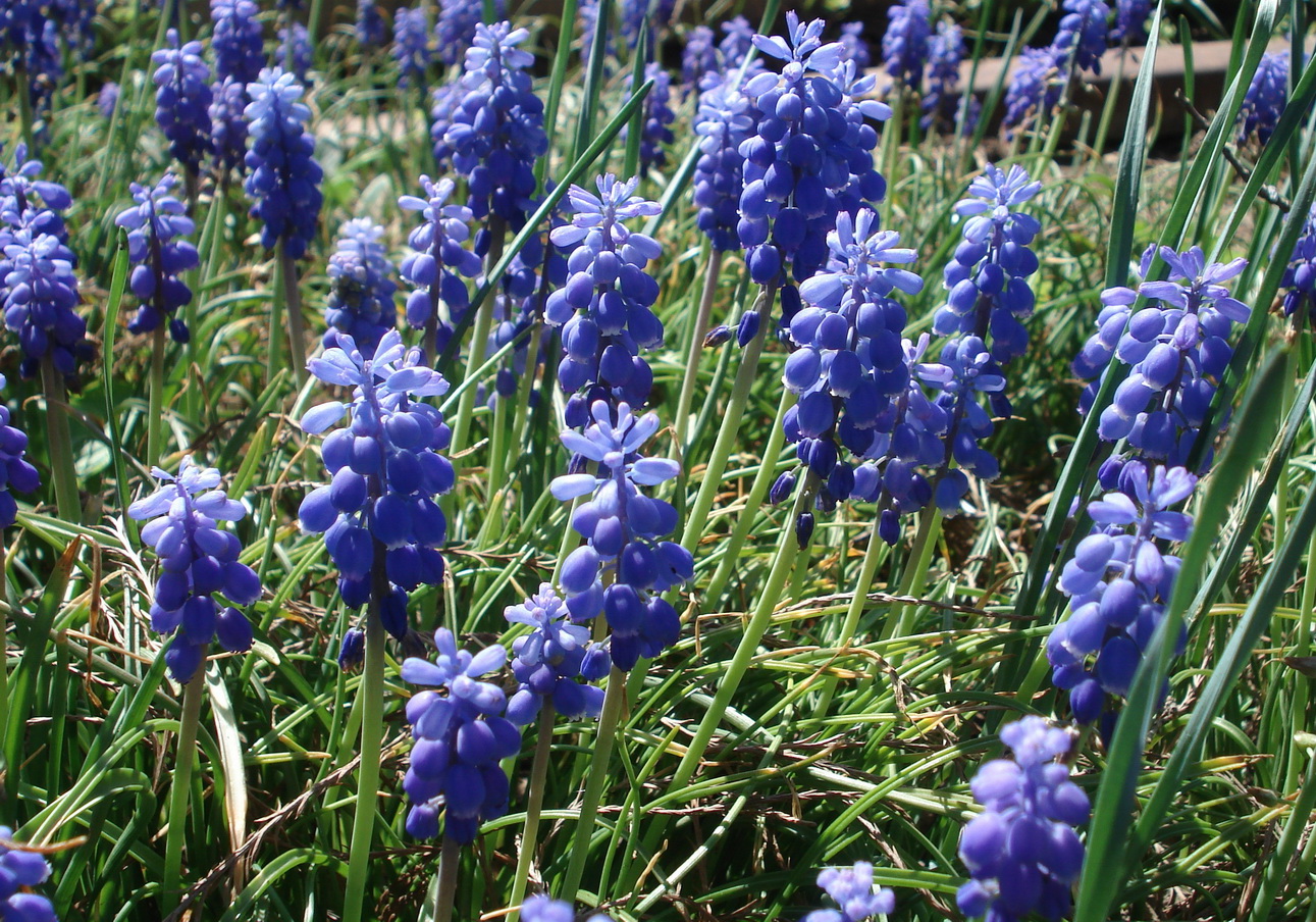 Muscari.armeniacum - verwildert Grambach.JPG