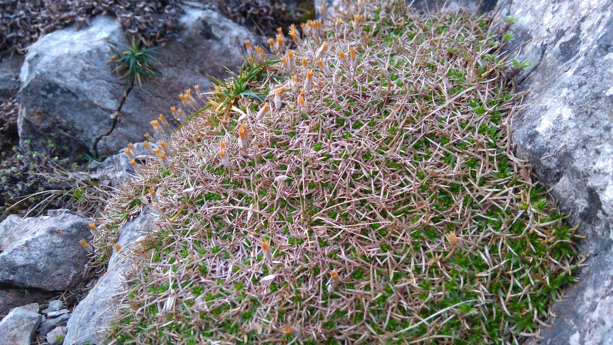 cf. moehringia ciliata_schneeberg_8333.JPG