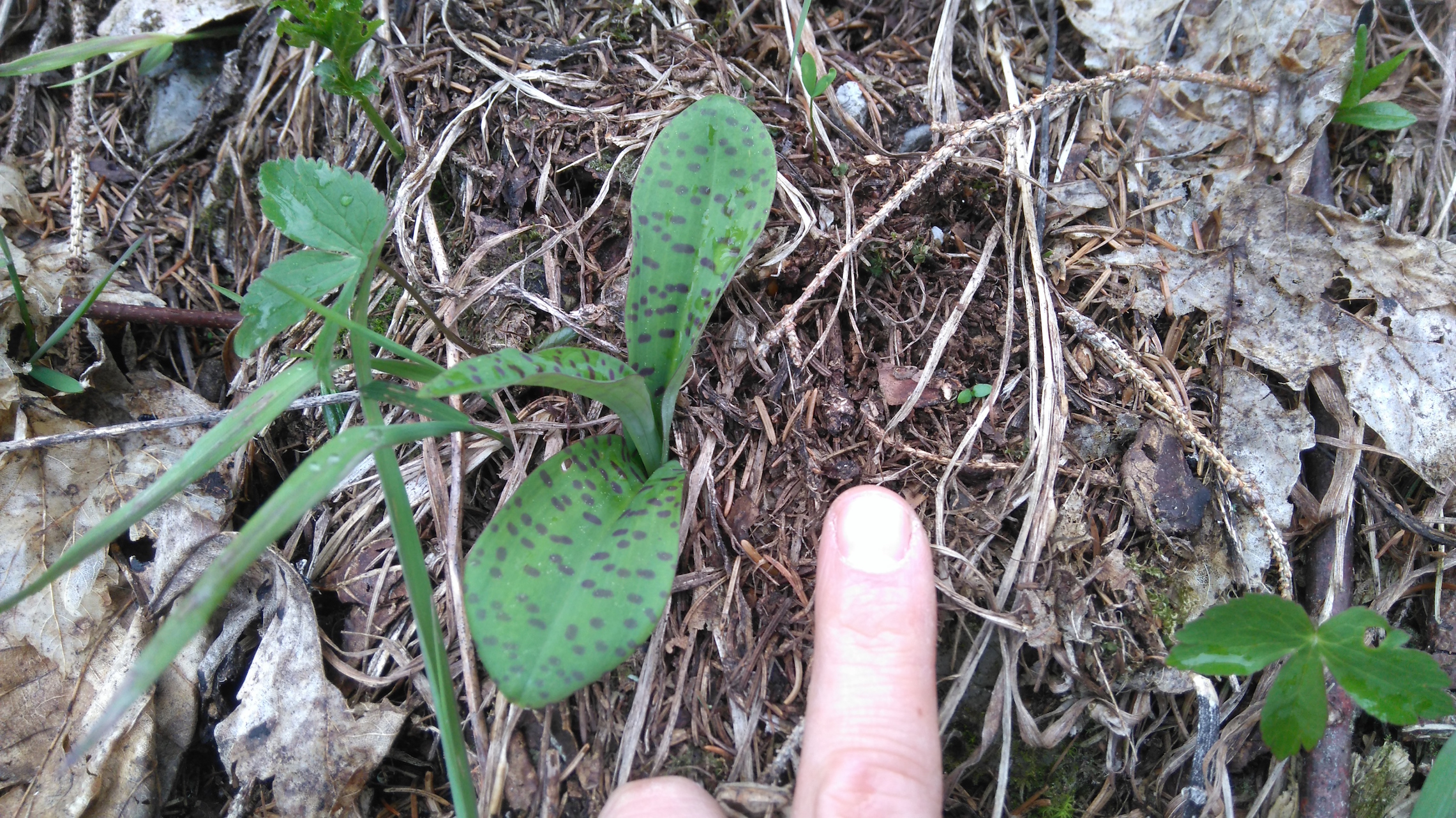 cf. dactylorhiza maculata_schneeberg_8232.JPG
