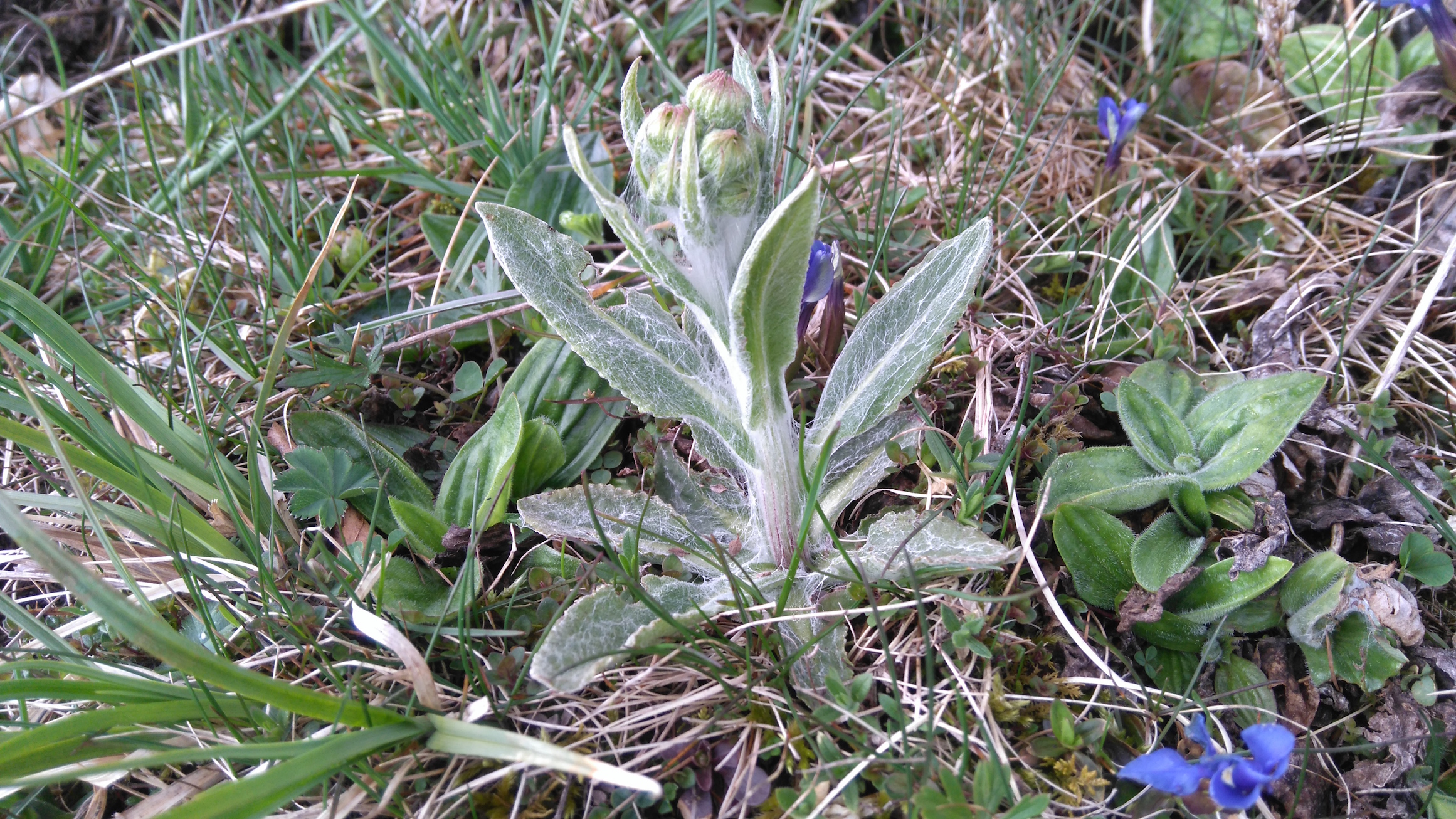 tephroseris cf. longifolia_schneeberg_8338.JPG