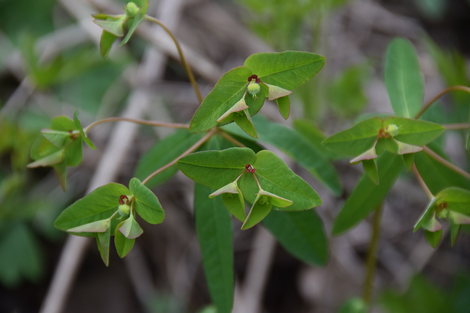 Wien 23-Kalksburg - 14042019 - Breitenfurterstrasse-kurz vor Breitenfurt rechts - (12) - Euphorbia unbestimmt.JPG
