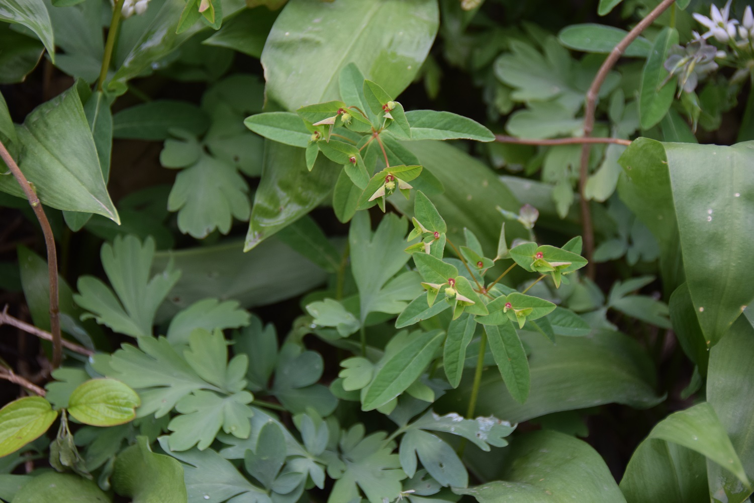 Wien 23-Kalksburg - 14042019 - Breitenfurterstrasse-kurz vor Breitenfurt rechts - (15) - Euphorbia unbestimmt.JPG