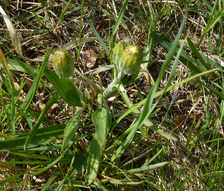 6P1400164-289 jüngeres Pfl-stadium.jpg