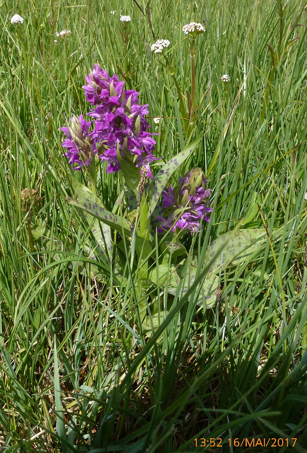 P1400151 orchidee1.jpg