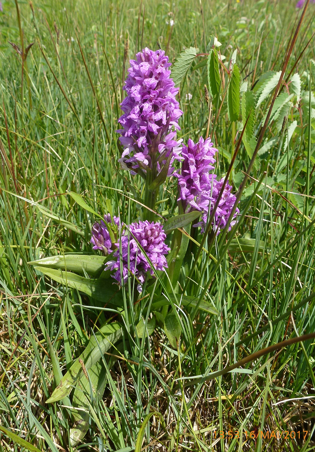 P1400152 and indiv.jpg