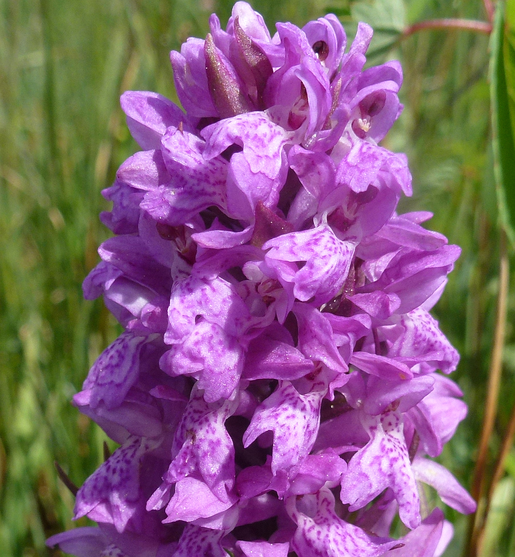 P1400153 blüte as.jpg