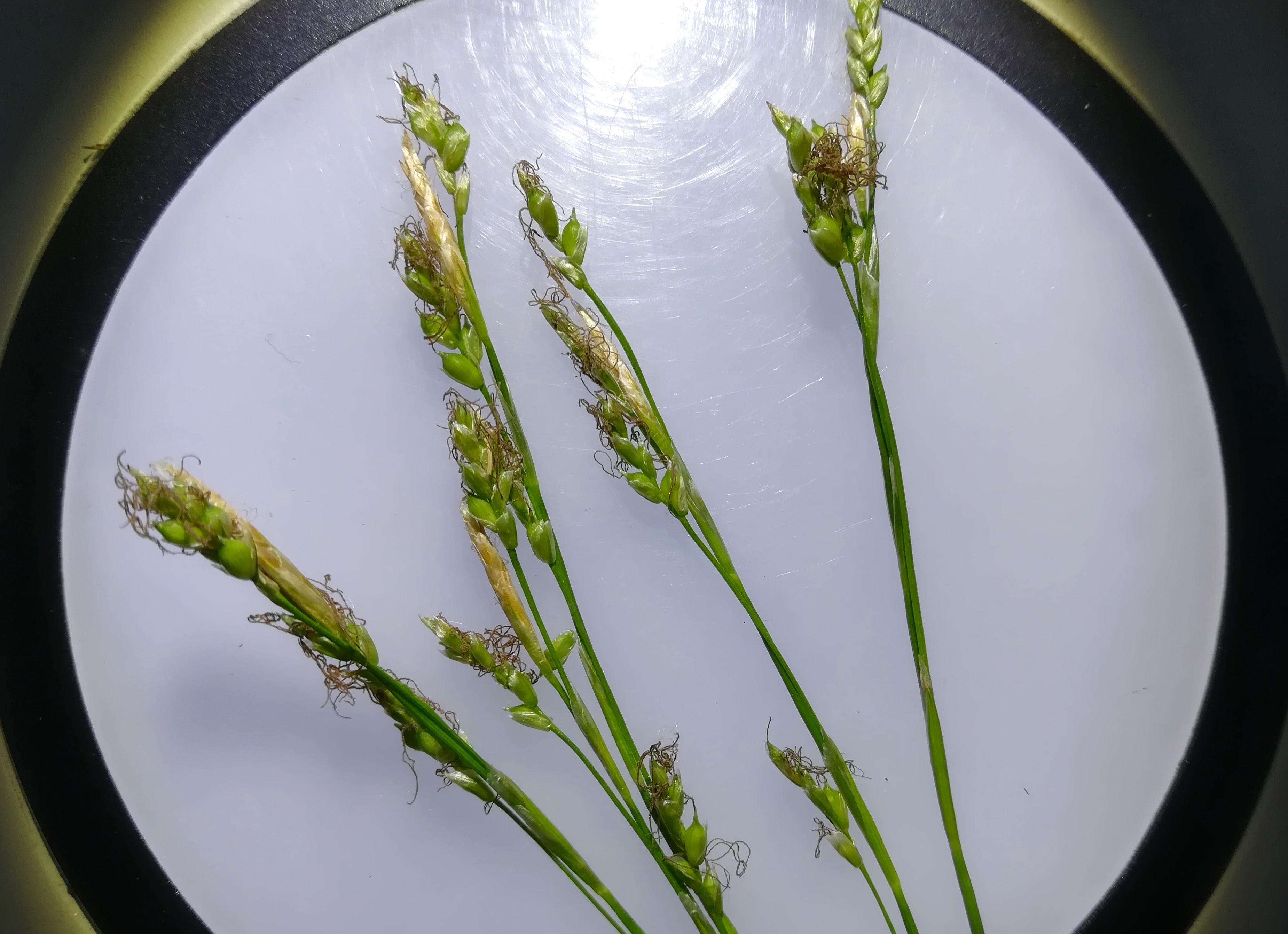 carex digitata pottenstein - triesting_20190426_195812.jpg