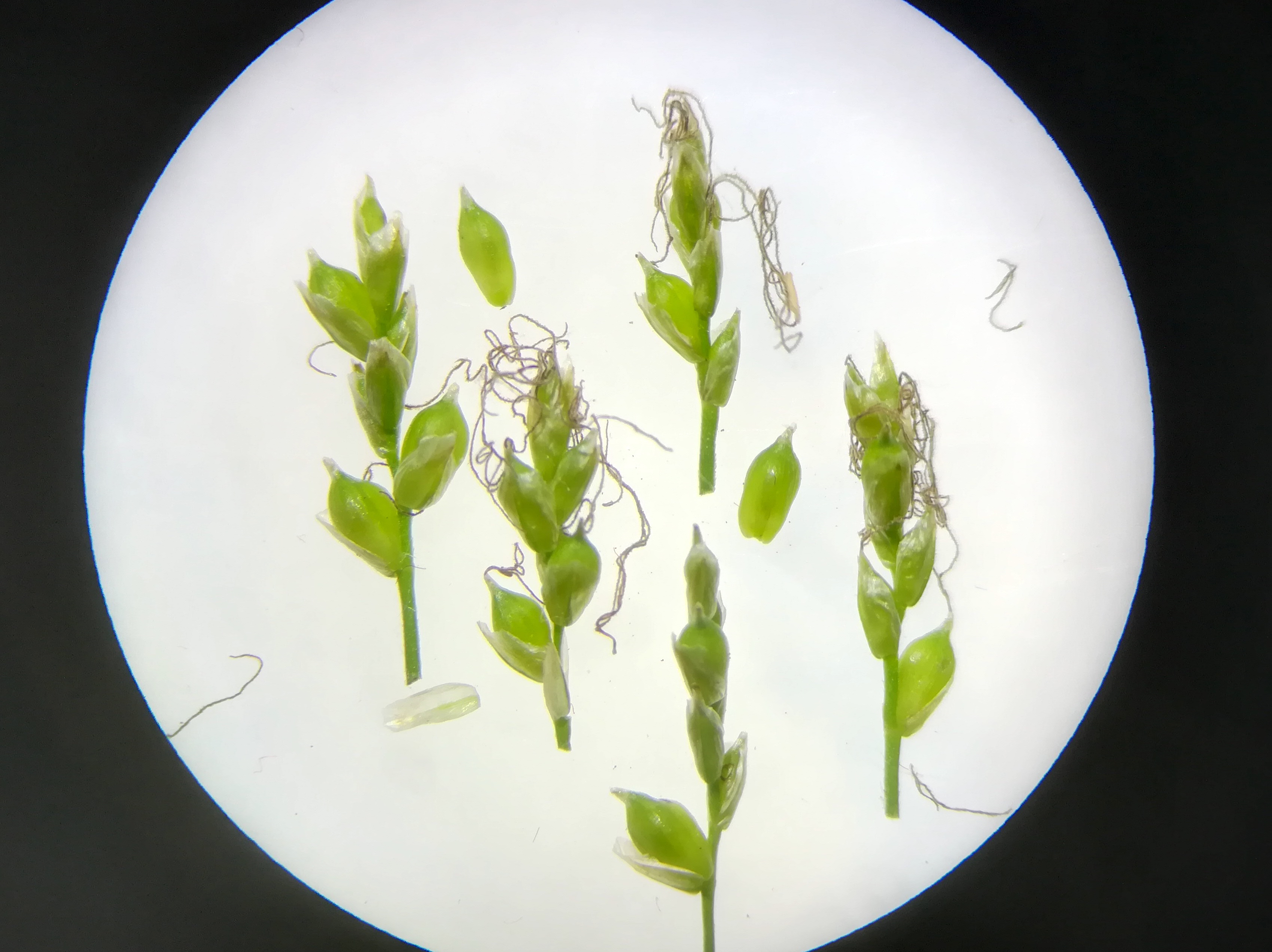 carex digitata pottenstein - triesting_20190426_200448.jpg