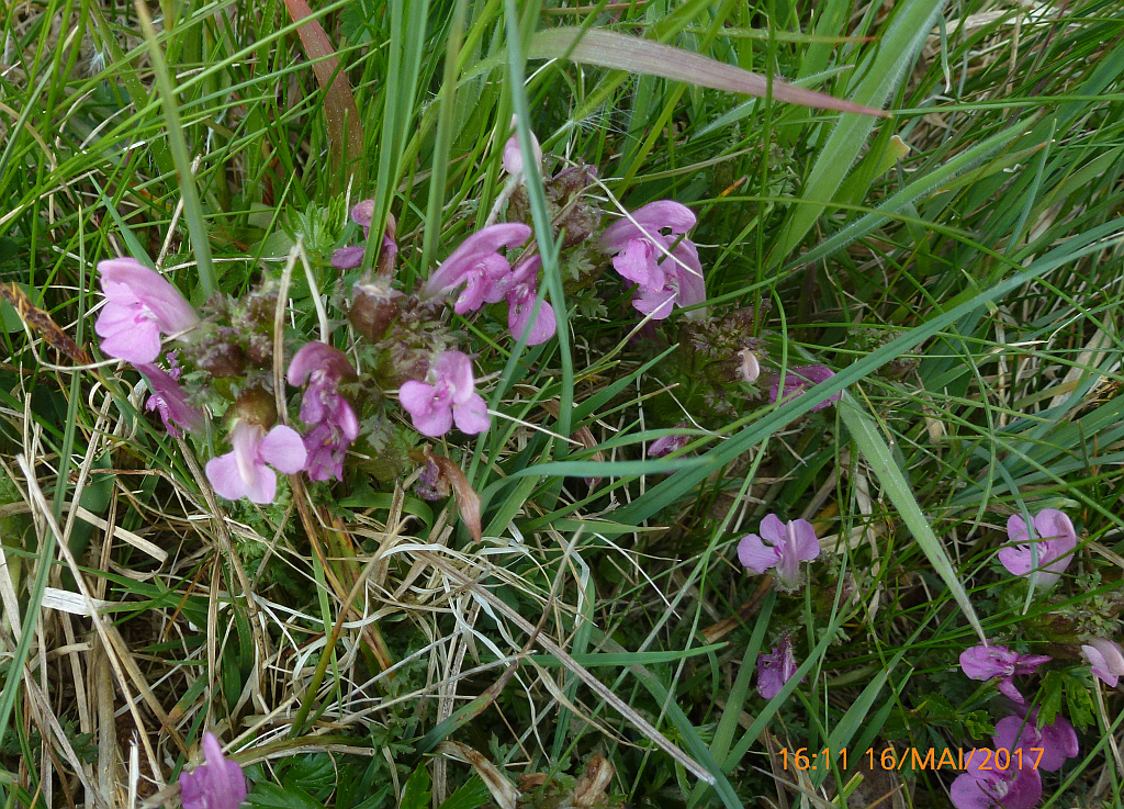 P1400309 läusekraut x.jpg