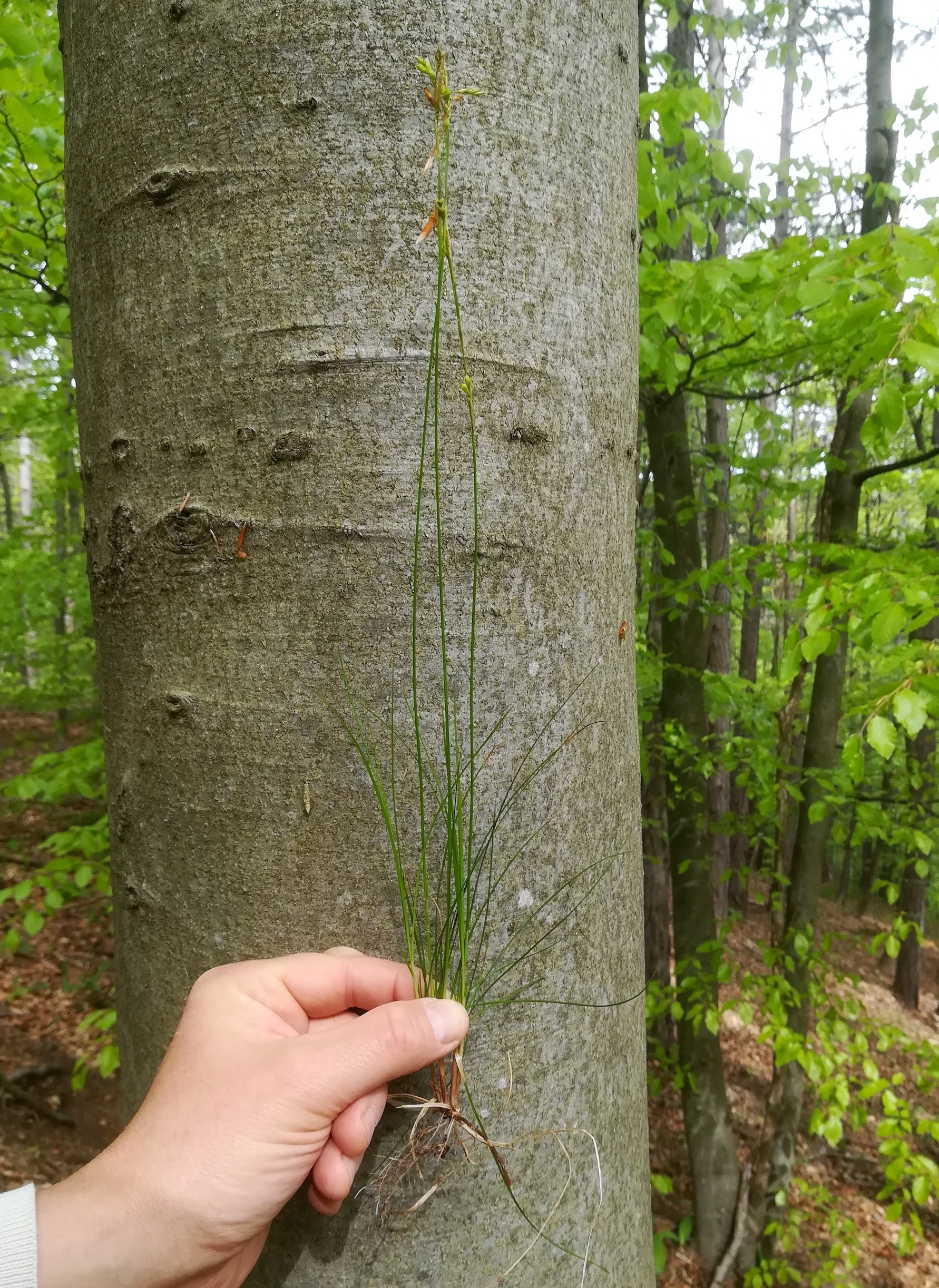 carex cf. alba pottenstein - triesting_20190426_103318.jpg