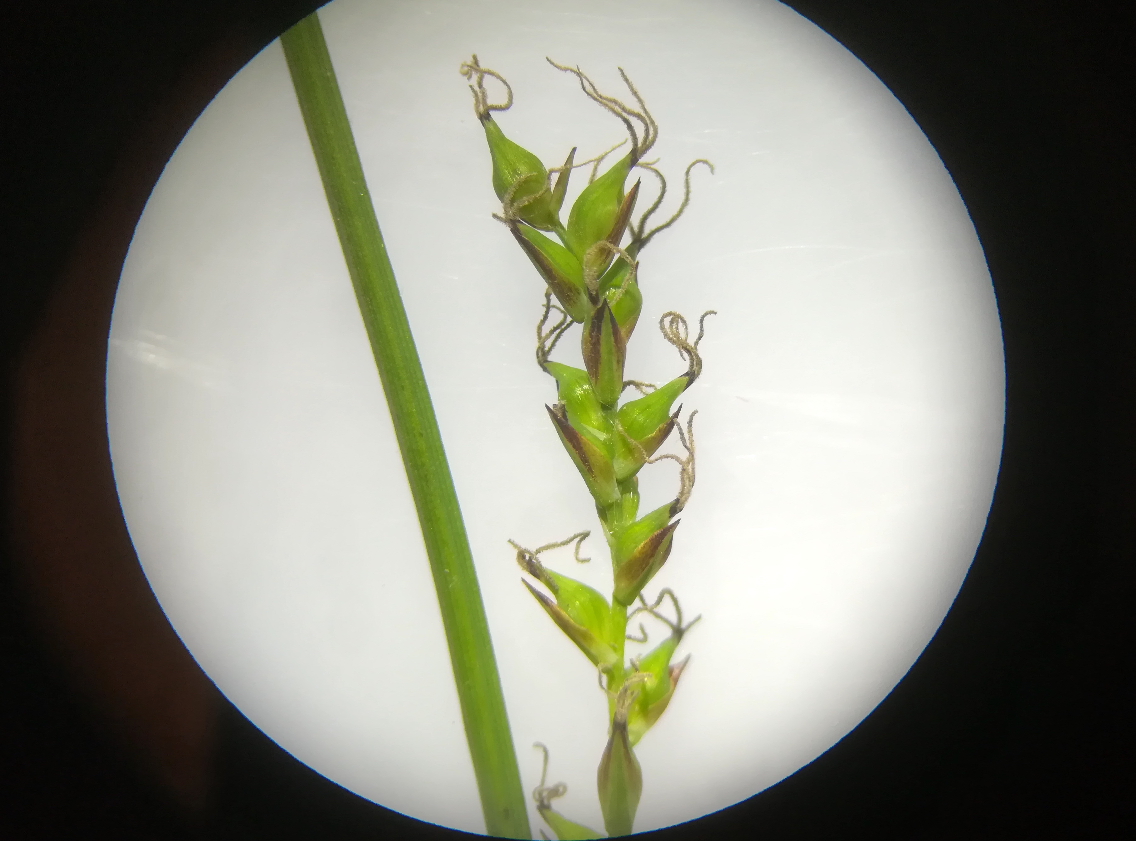 carex sylvatica schnäbel schwarz wald N rohrerwiese_20190428_190138.jpg