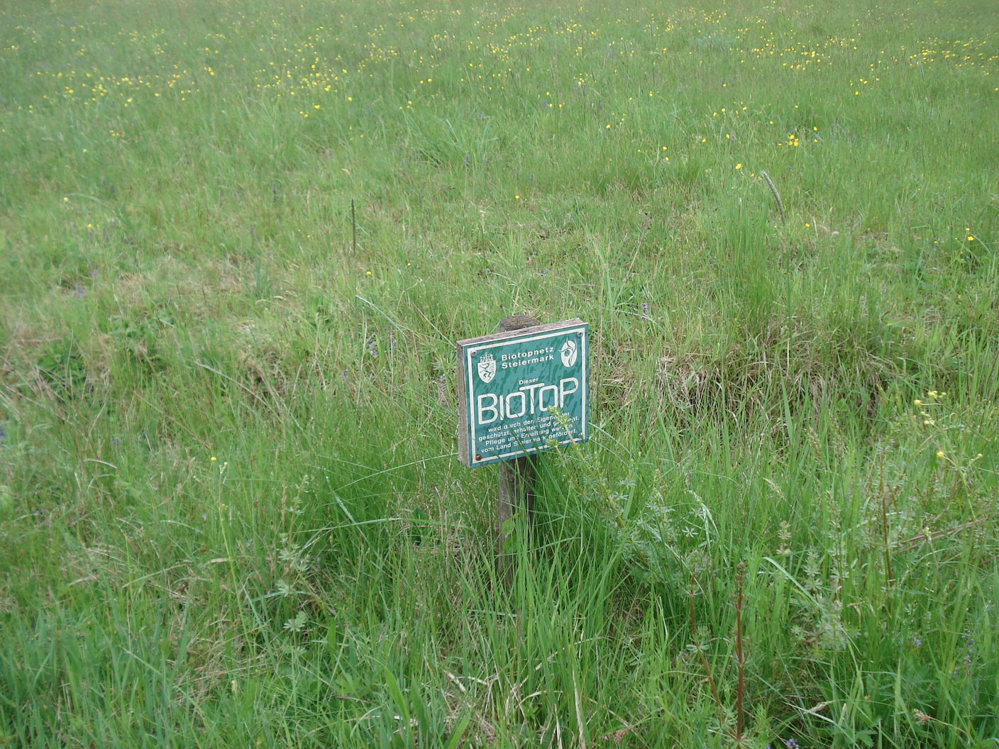 Deutsch-Goritz.Standort Viola stagnina.JPG