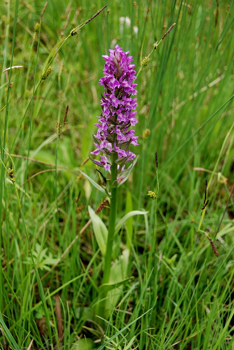 Gaisrückenwiese_25052015_(37) - unbestimmt - Knabenkraut - Hybride.JPG