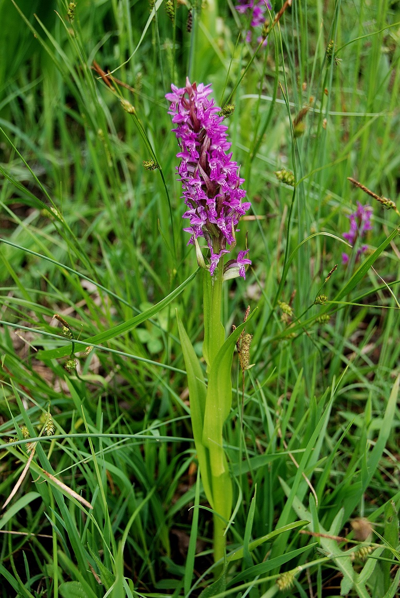Gaisrückenwiese_25052015_(38) - unbestimmt - Knabenkraut - Hybride.JPG