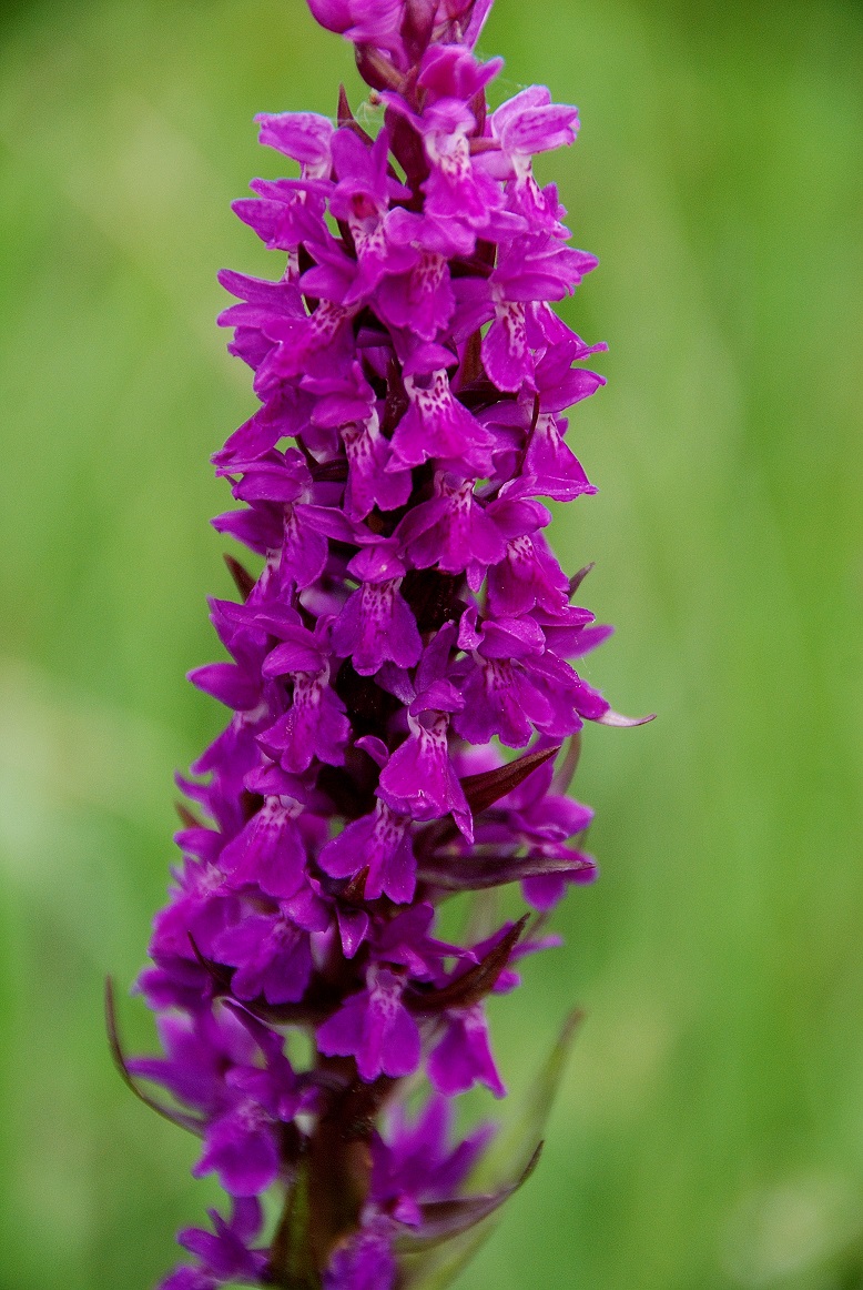 Gaisrückenwiese_25052015_(41) - unbestimmt - Knabenkraut Hybride.JPG