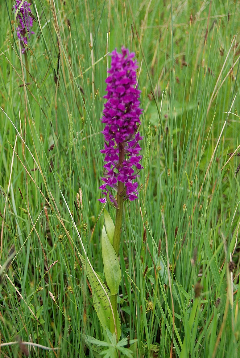 Gaisrückenwiese_25052015_(43) - Dactylorhiza  - unbestimmt - Hybride.JPG