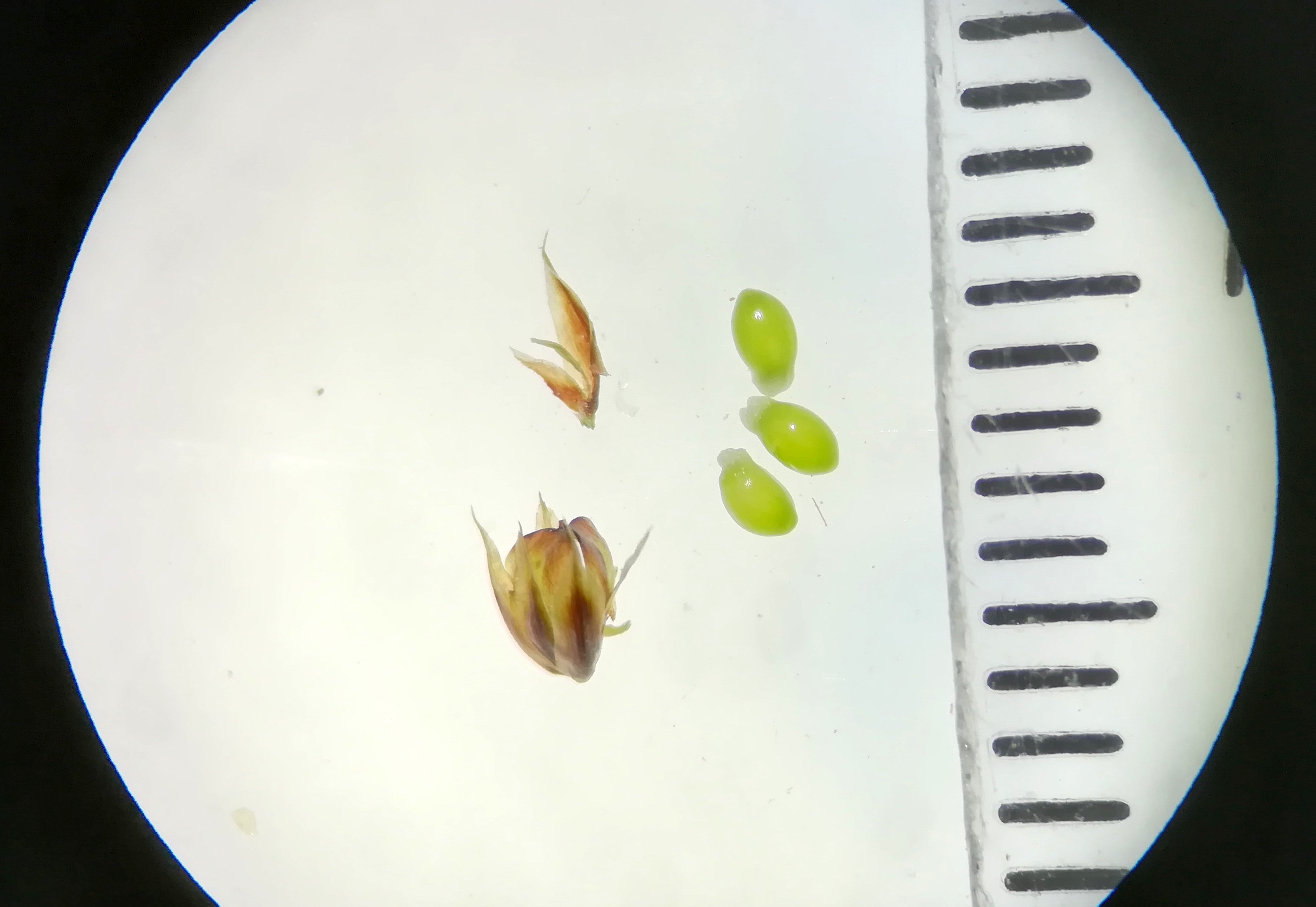 luzula multiflora s. str. großer marchberg maria raisenberg_20190517_195709 2.jpg