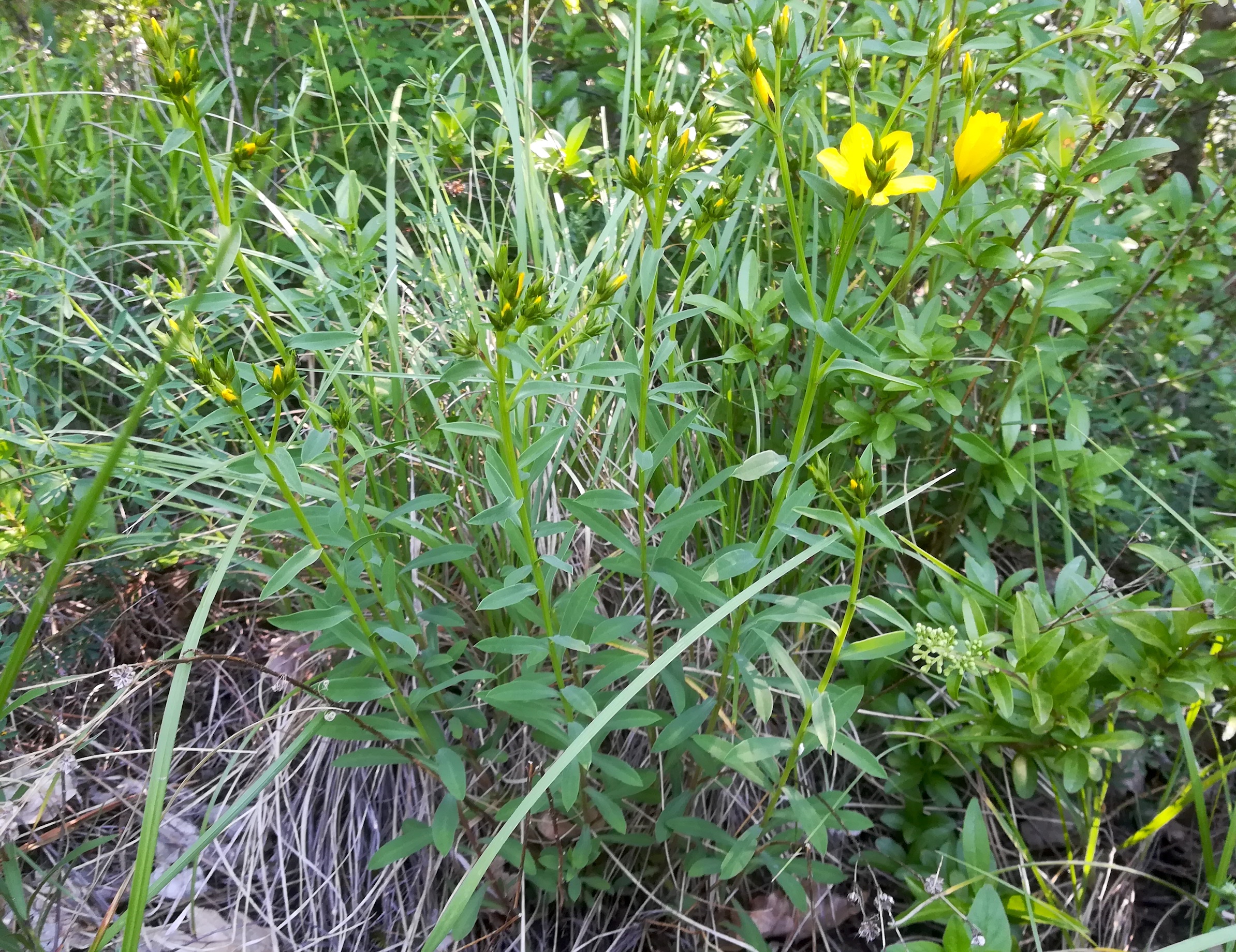 x hirtenberg_20190524_100646.jpg