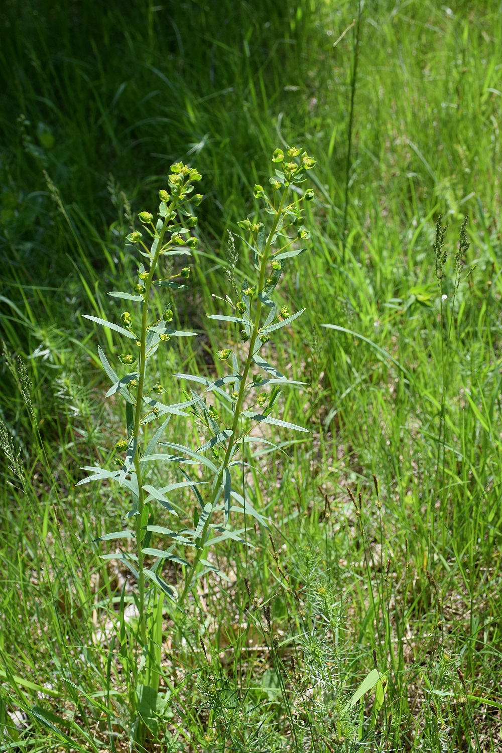 Nöstach-18052019-(45) - unbestimmt - Euphorbie.JPG