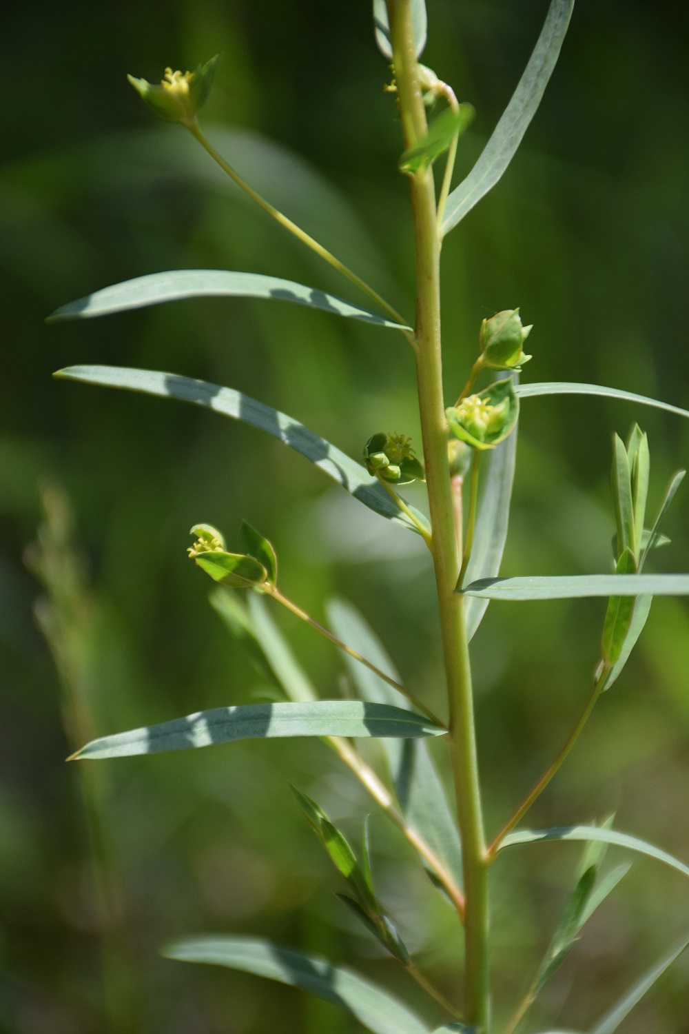 Nöstach-18052019-(46) - unbestimmt - Euphorbie.JPG