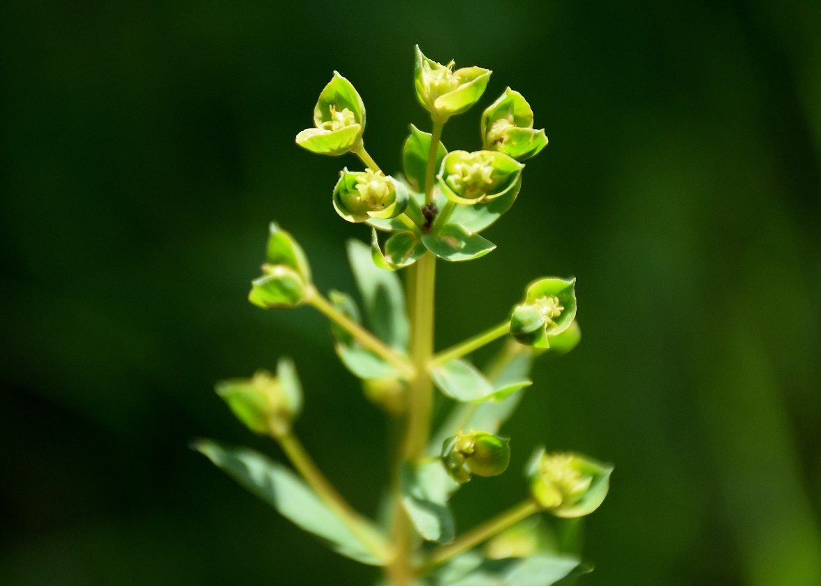 Nöstach-18052019-(47) - unbestimmt - Euphorbie.JPG