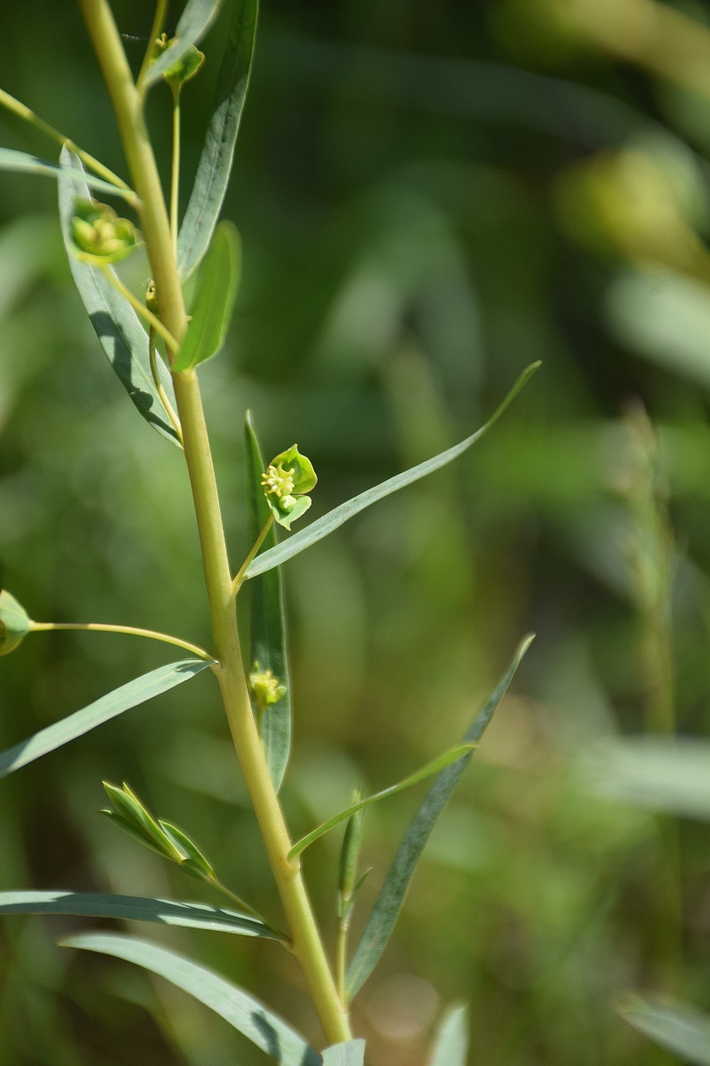Nöstach-18052019-(48) - unbestimmt - Euphorbie.JPG