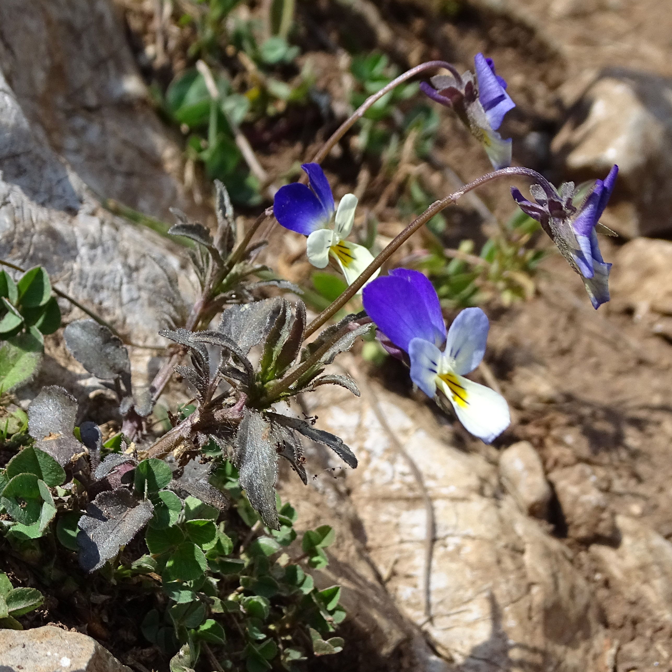 Viola tricolor.jpg