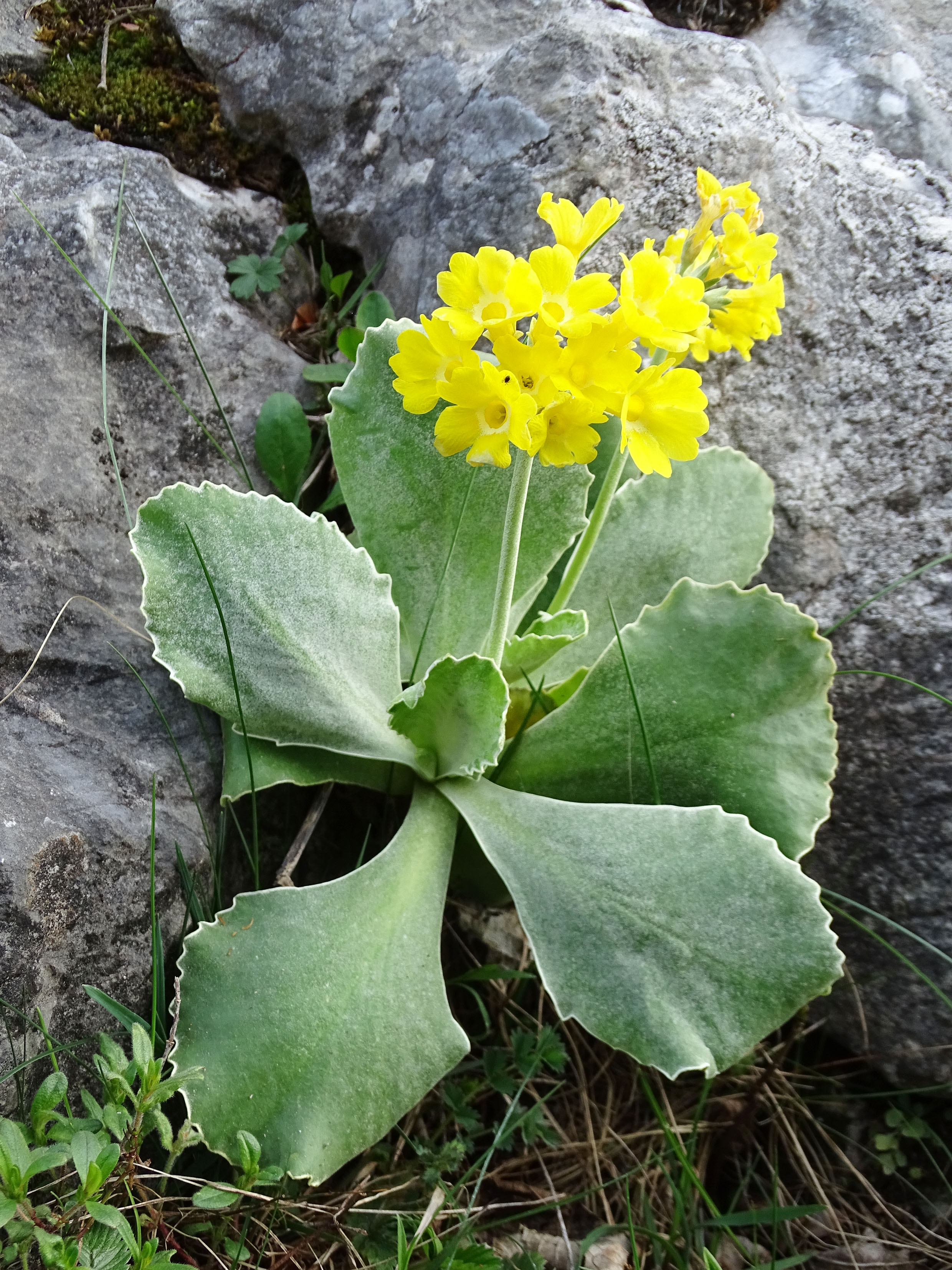 Primula auricula.jpg