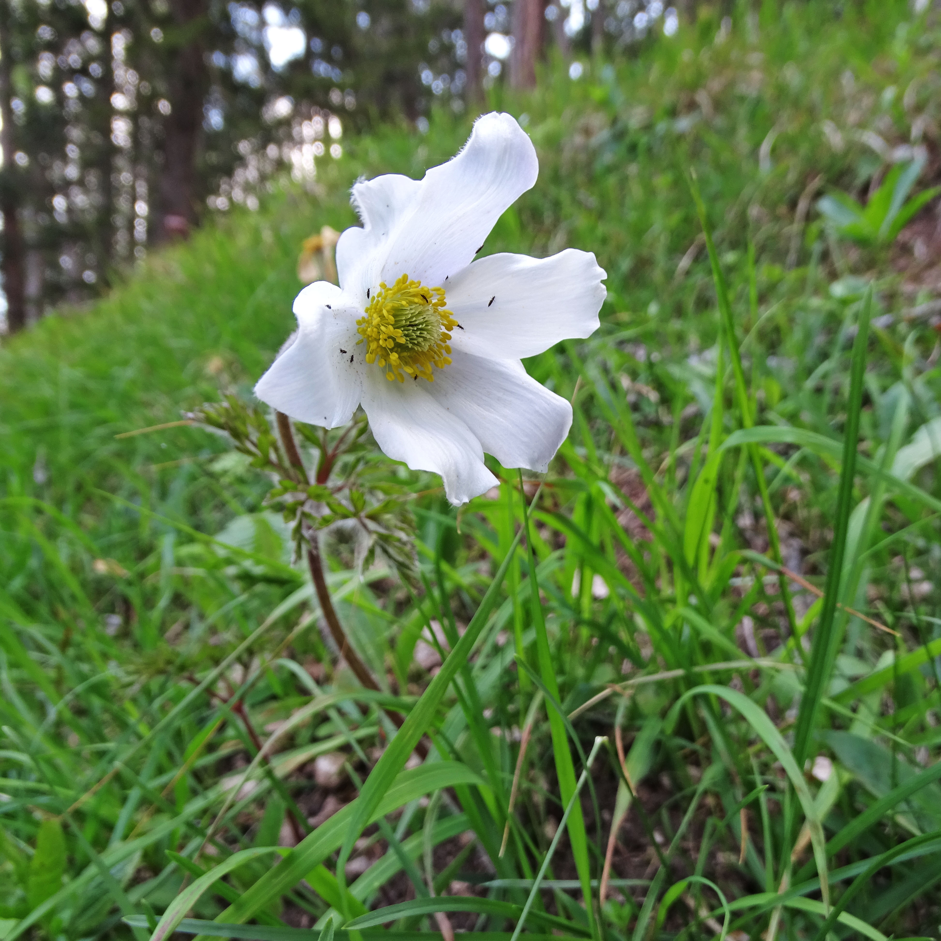 Anemone sylvestris.jpg