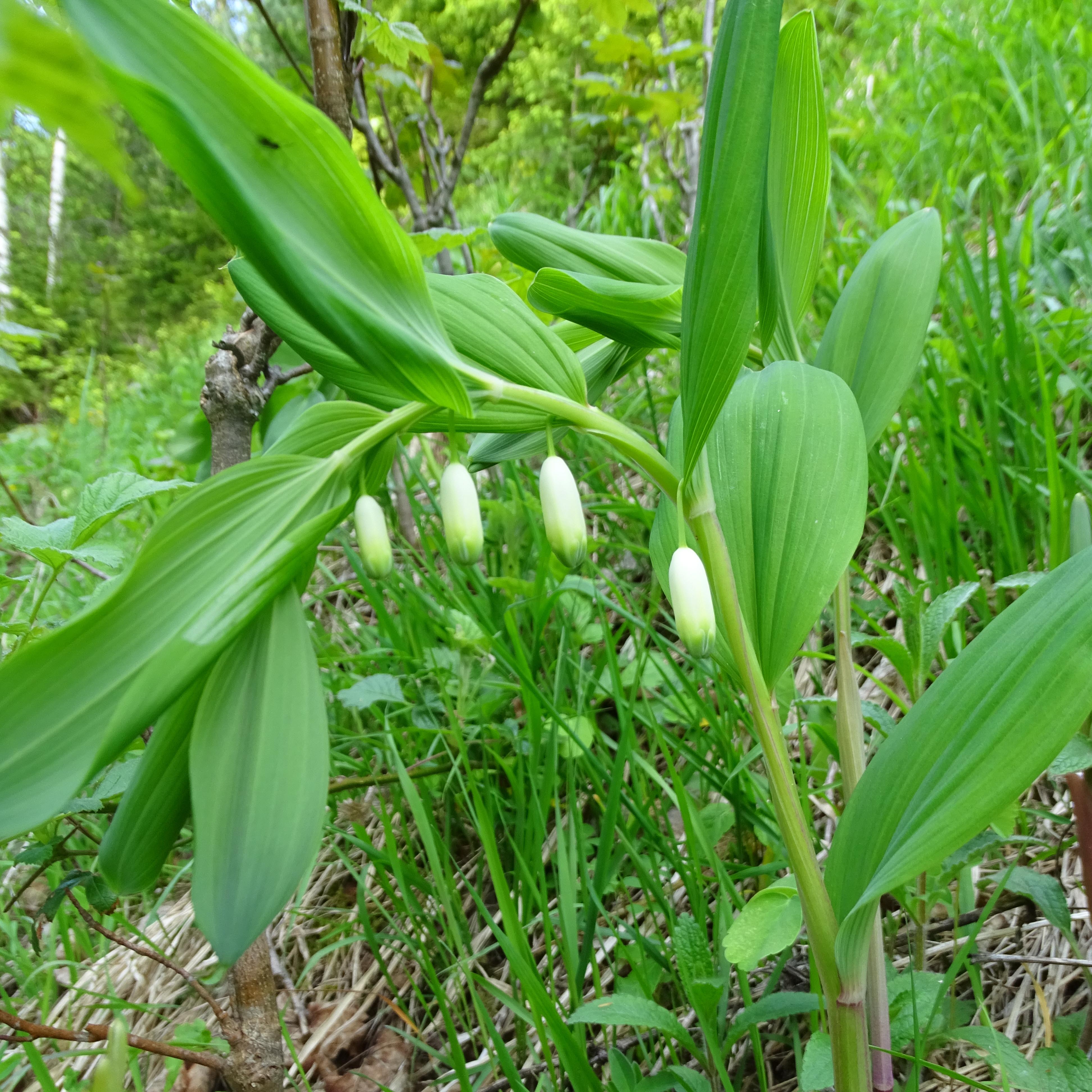Polygonatum odoratum.jpg