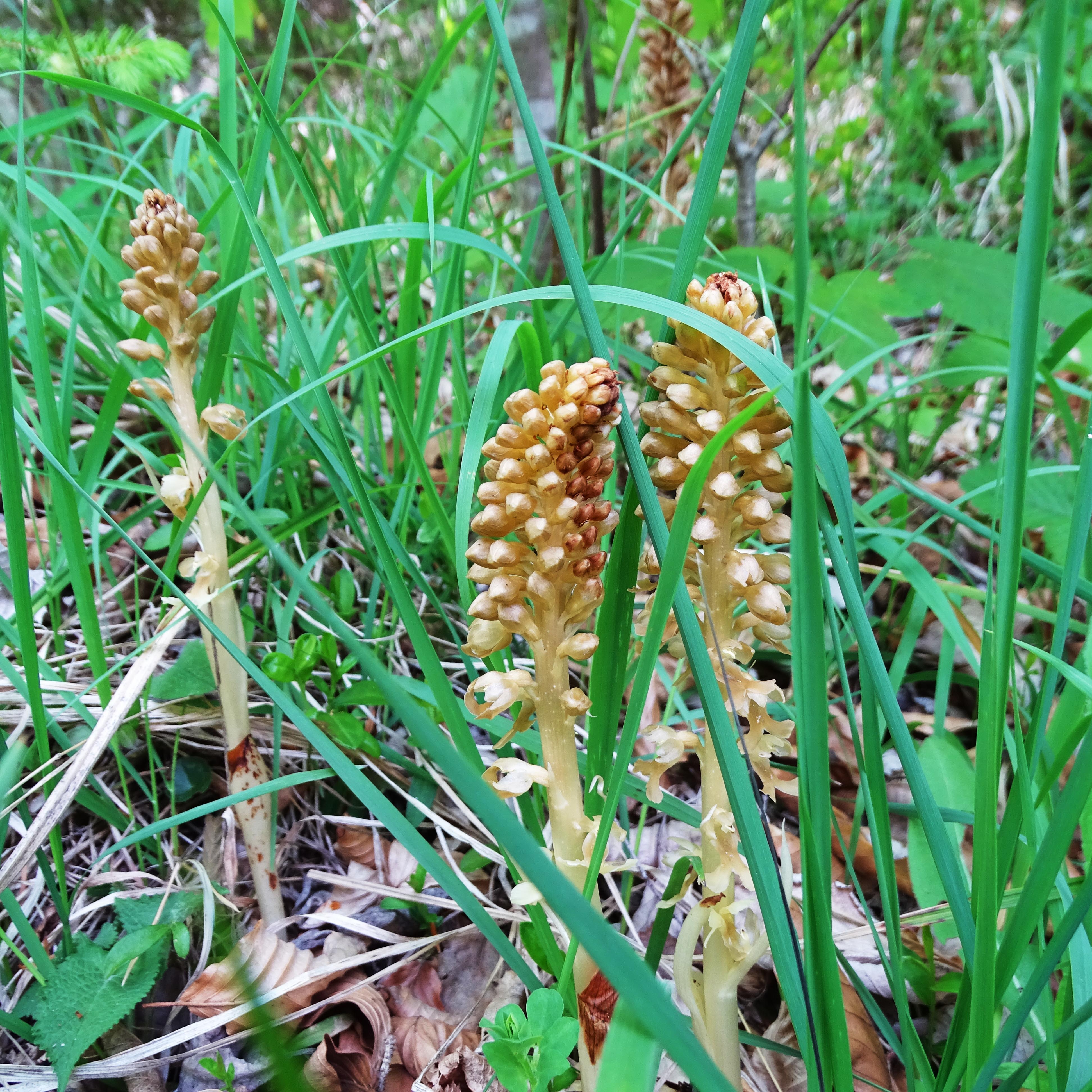 Neottia nidus-avis.jpg