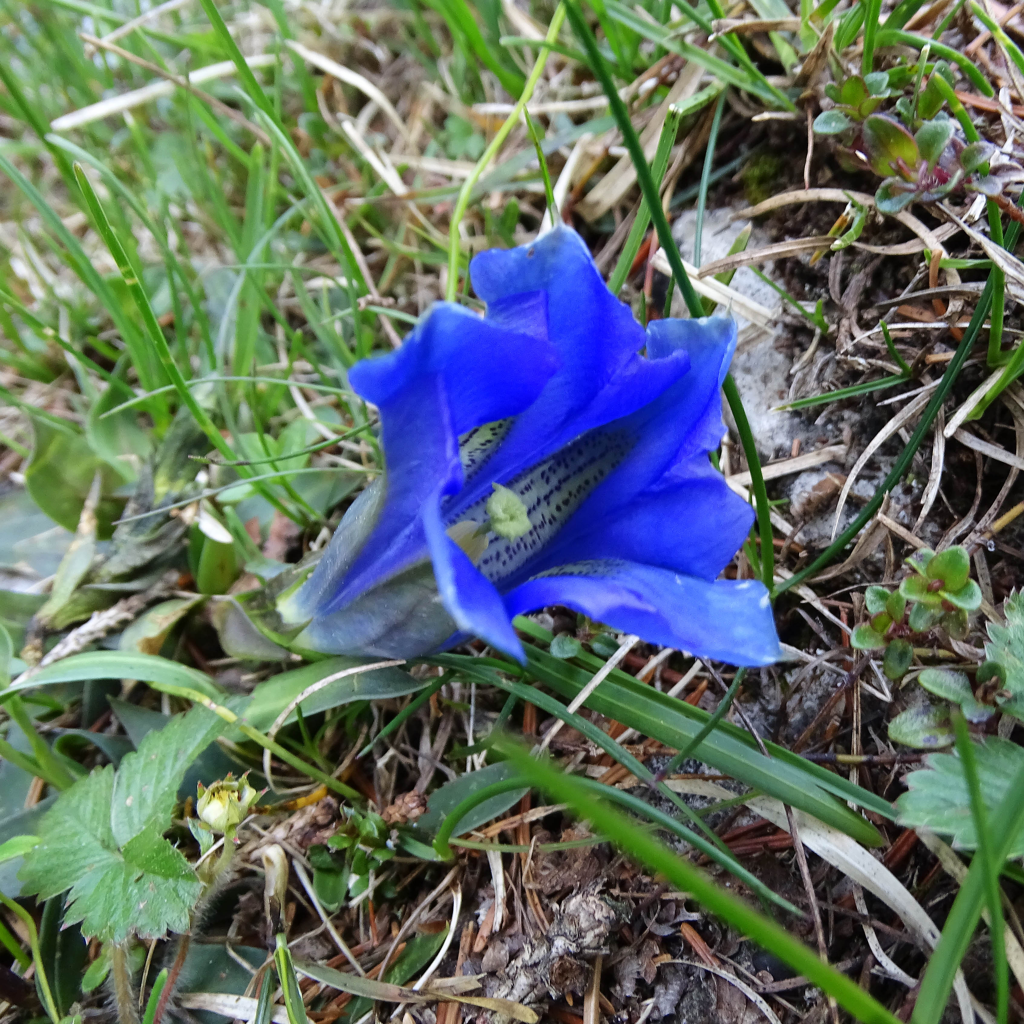 Gentiana clusii.jpg
