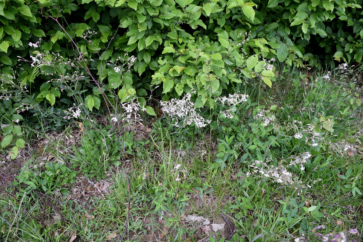 Pressbaum-25052019-(8) - Silene sp.JPG