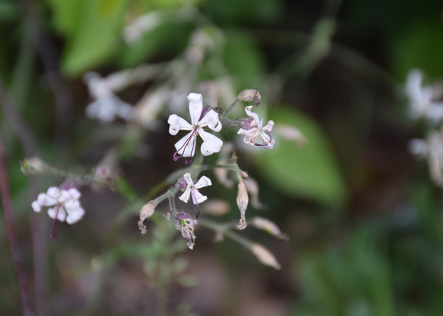 Pressbaum-25052019-(9) - Silene sp.JPG