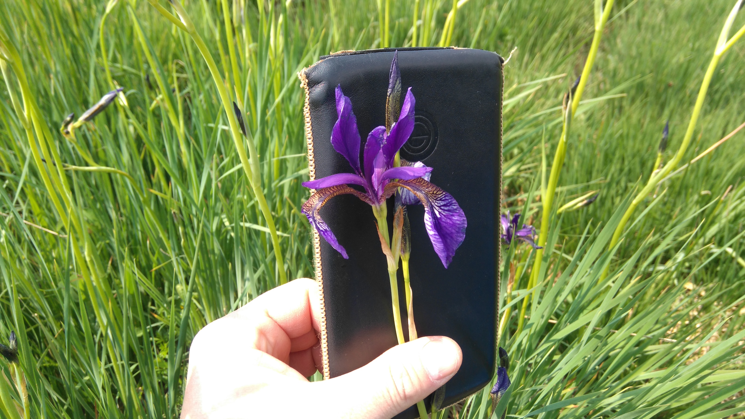 iris sibirica_brunnlust_8305.JPG