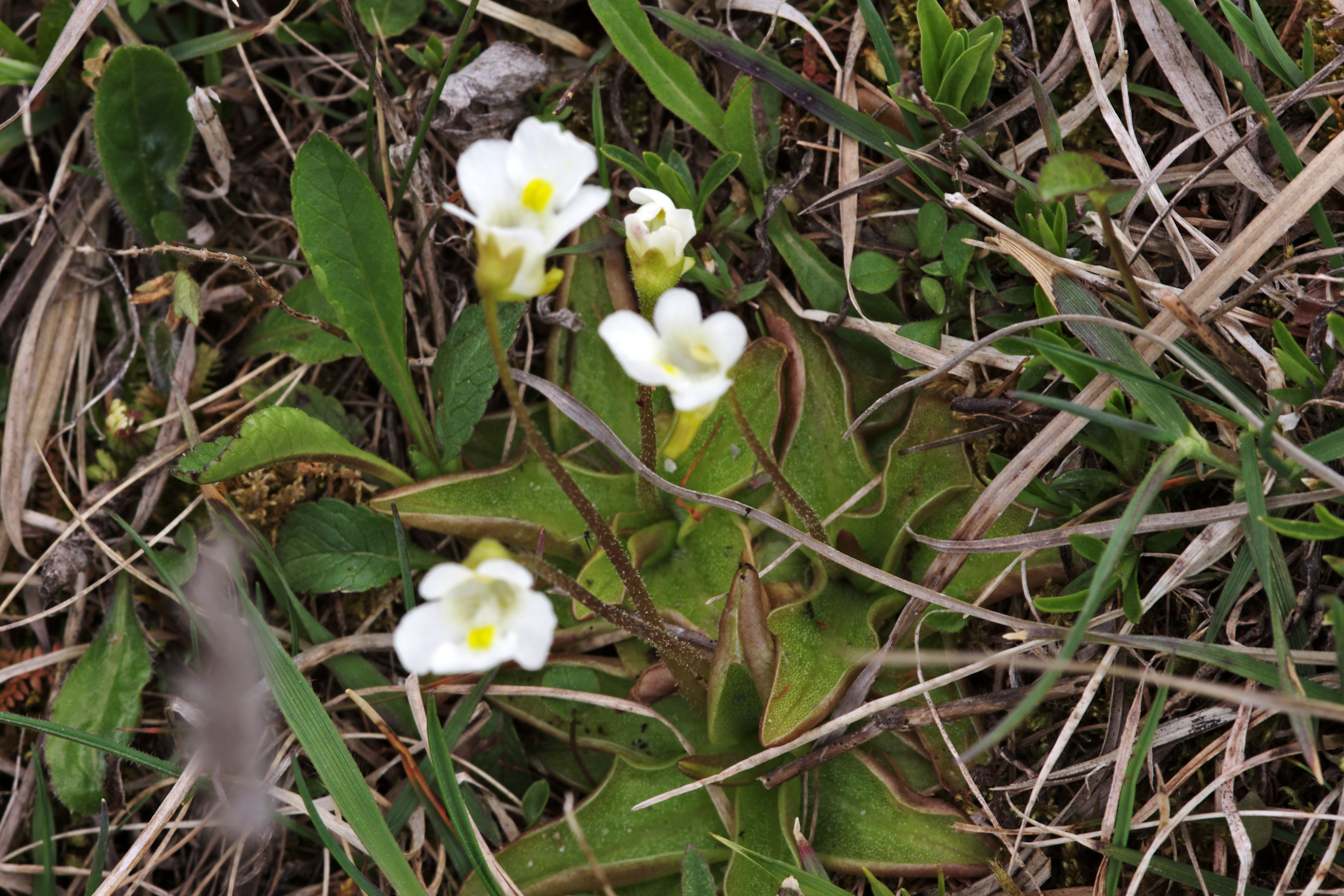 Pinguicula alpina.jpg