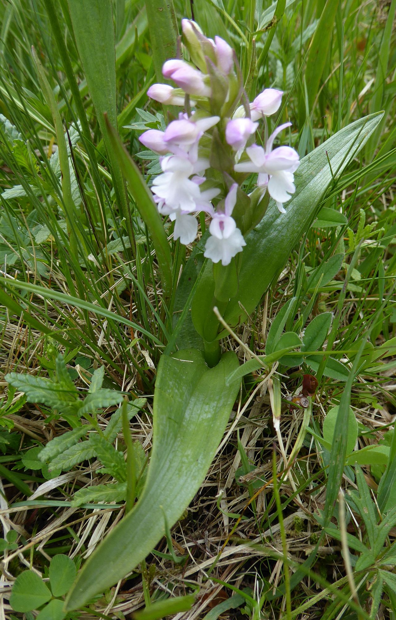 03P1060719 in rosa.JPG