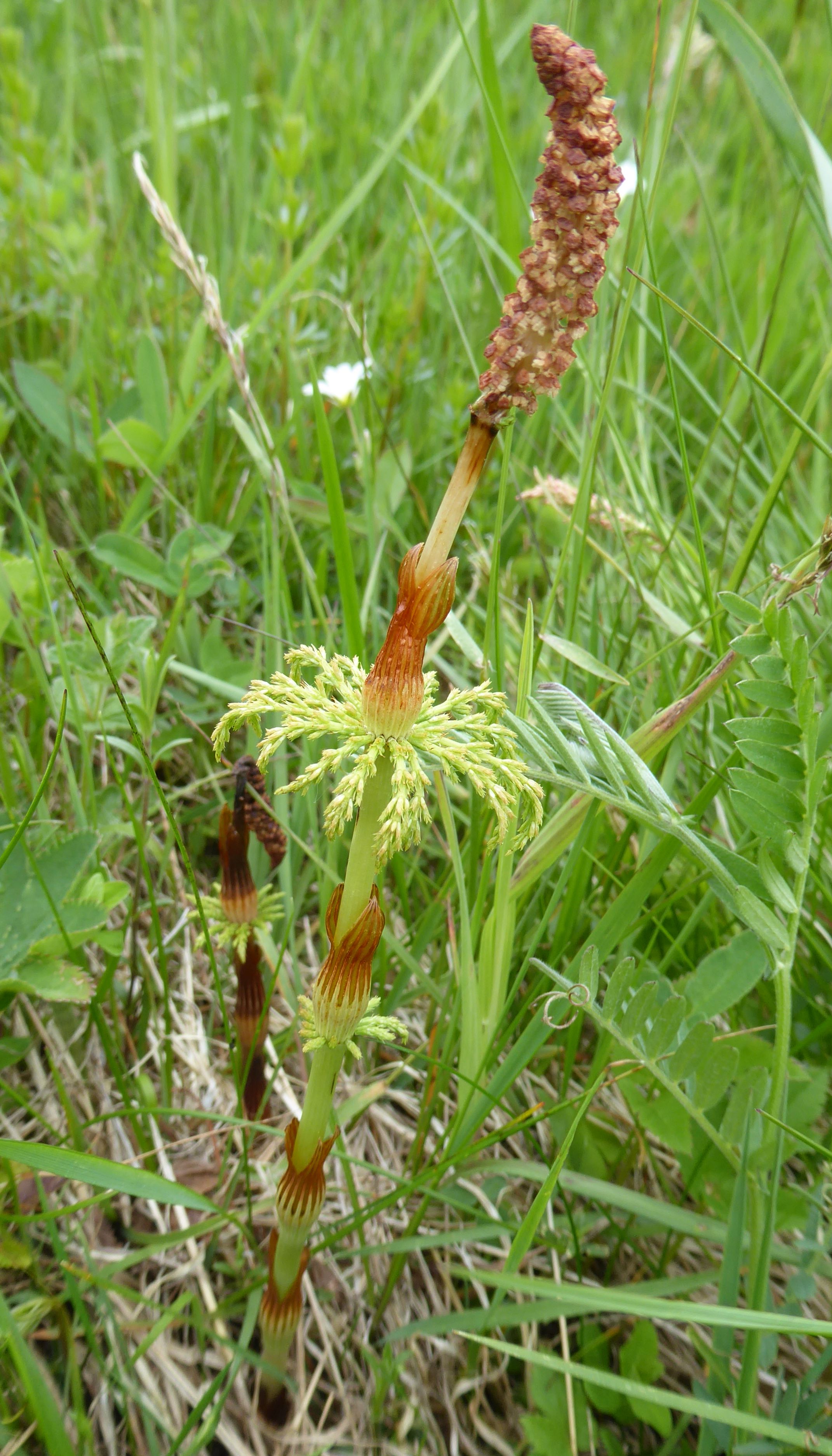 P1060735 Equisetum sylvaticum.JPG