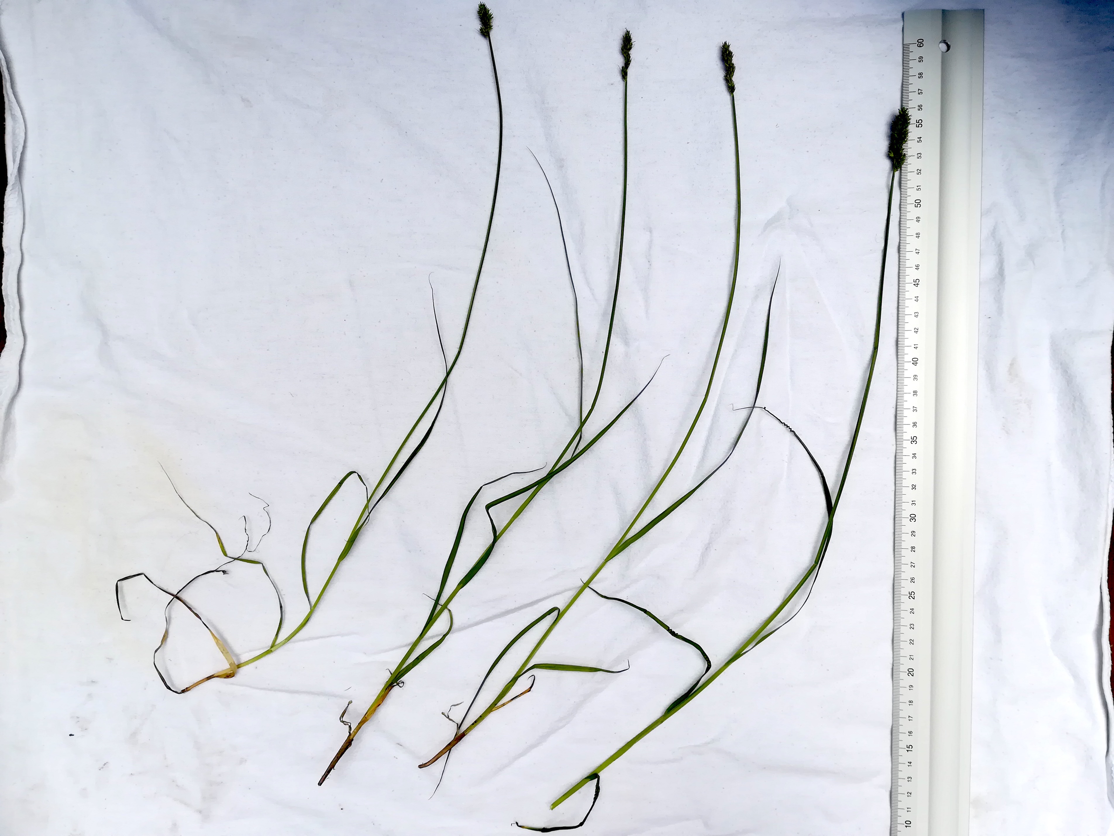 catrex vulpina agg. mitterndorf fischa_20190531_124534.jpg