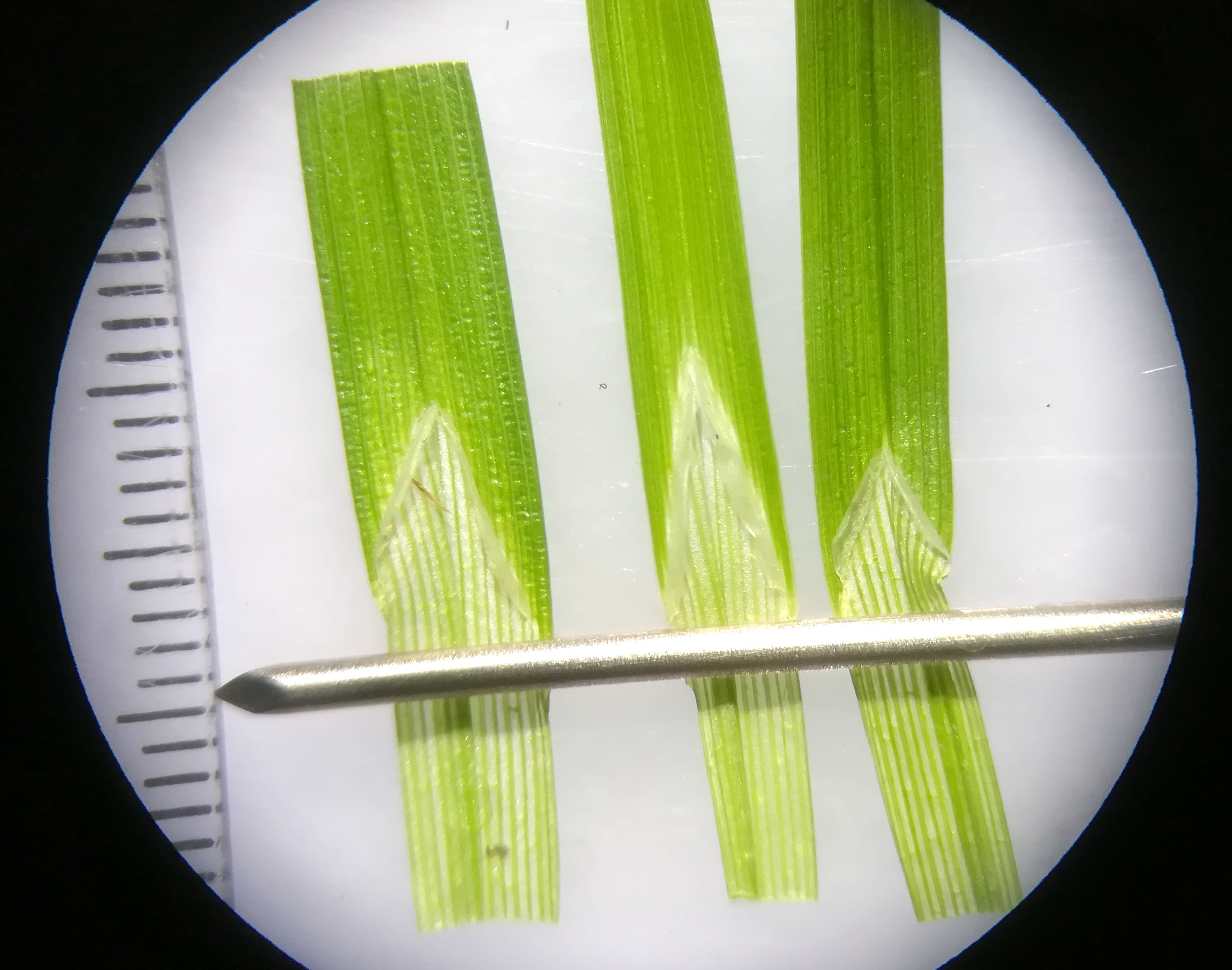 catrex vulpina agg. mitterndorf fischa_20190531_125753.jpg