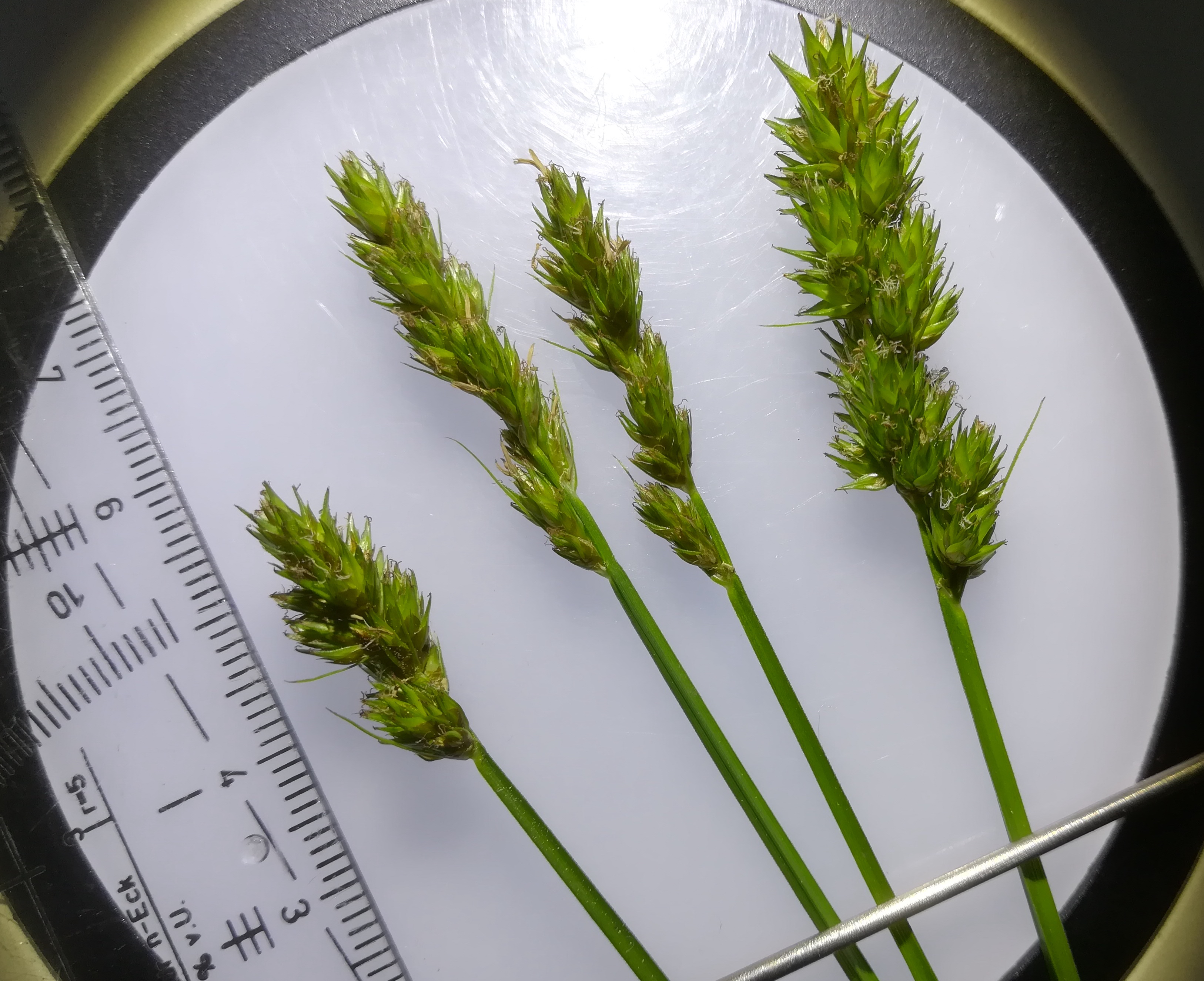 catrex vulpina agg. mitterndorf fischa_20190531_125906.jpg